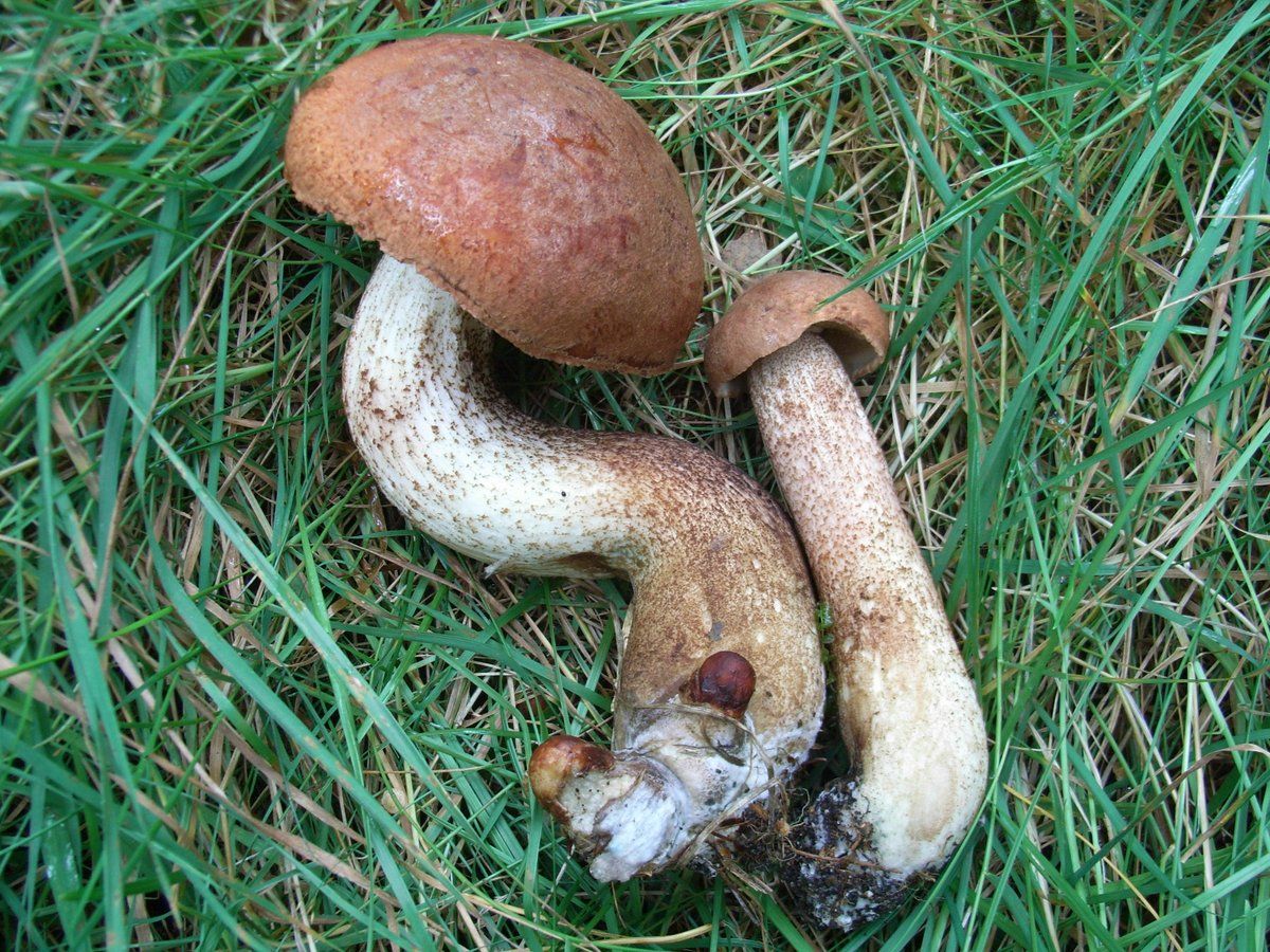 Rødskrubb i naturen