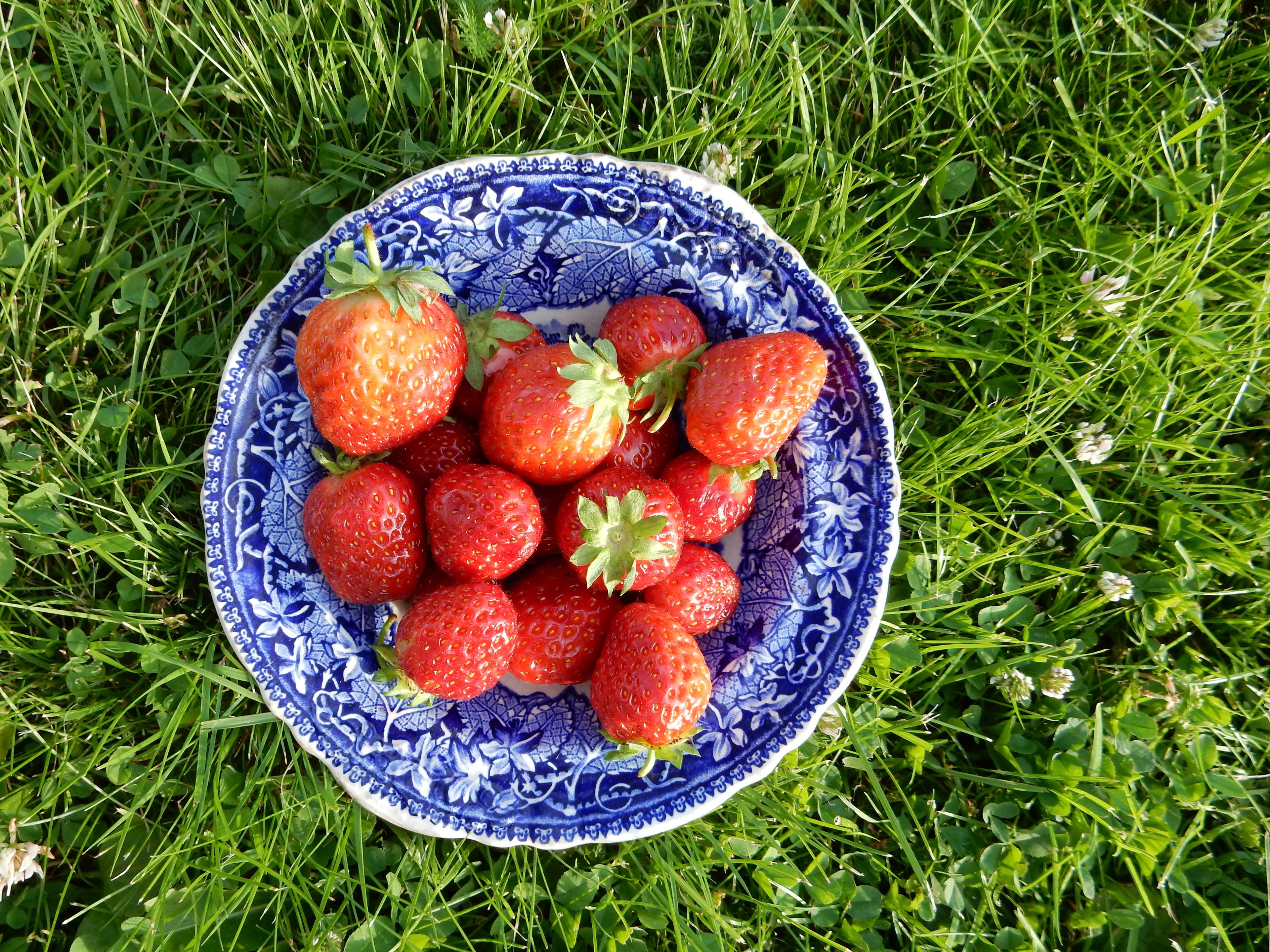 A bowl filled with strawberries on the grass lawn in the summer