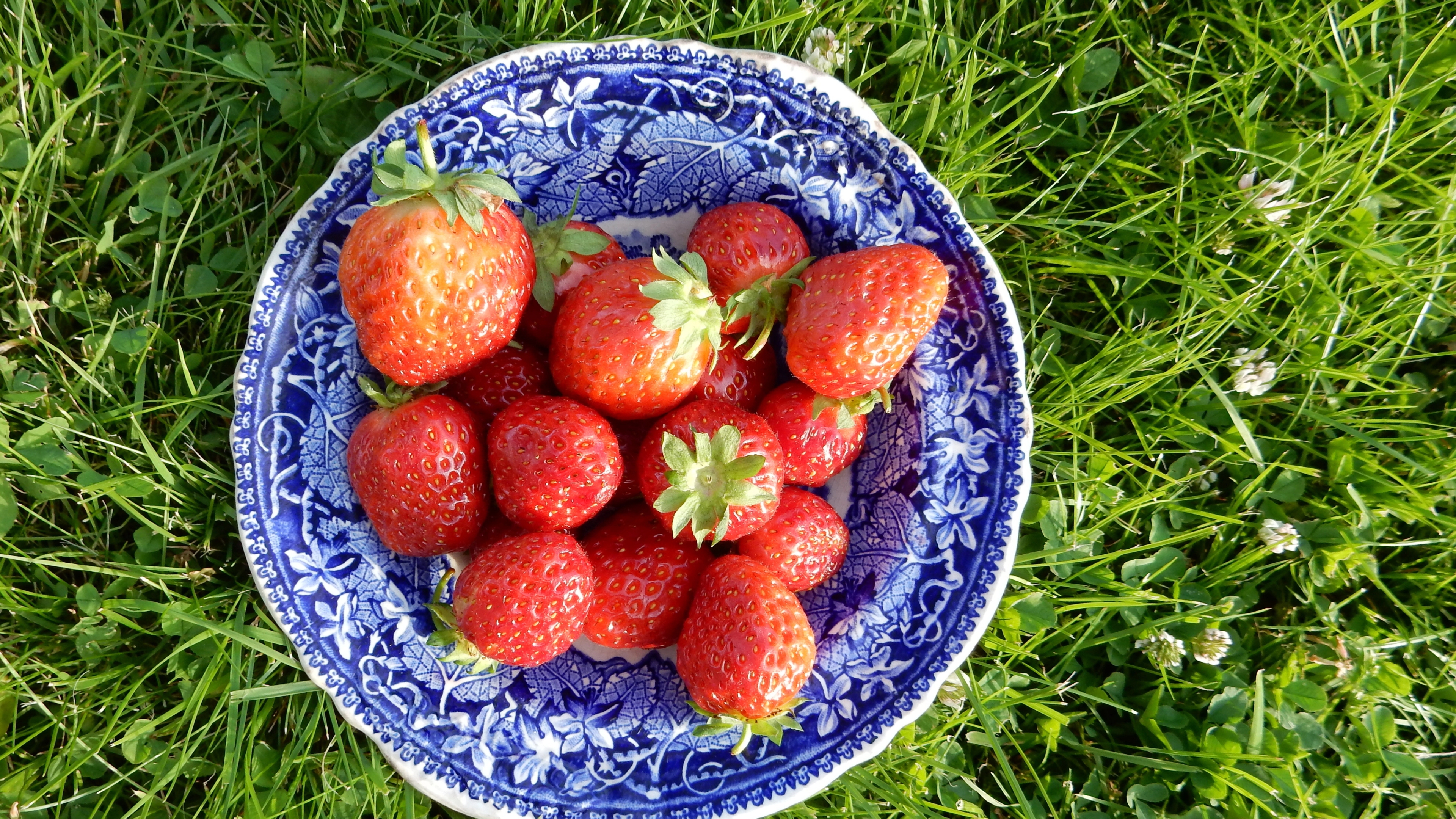 A bowl filled with strawberries on the grass lawn in the summer