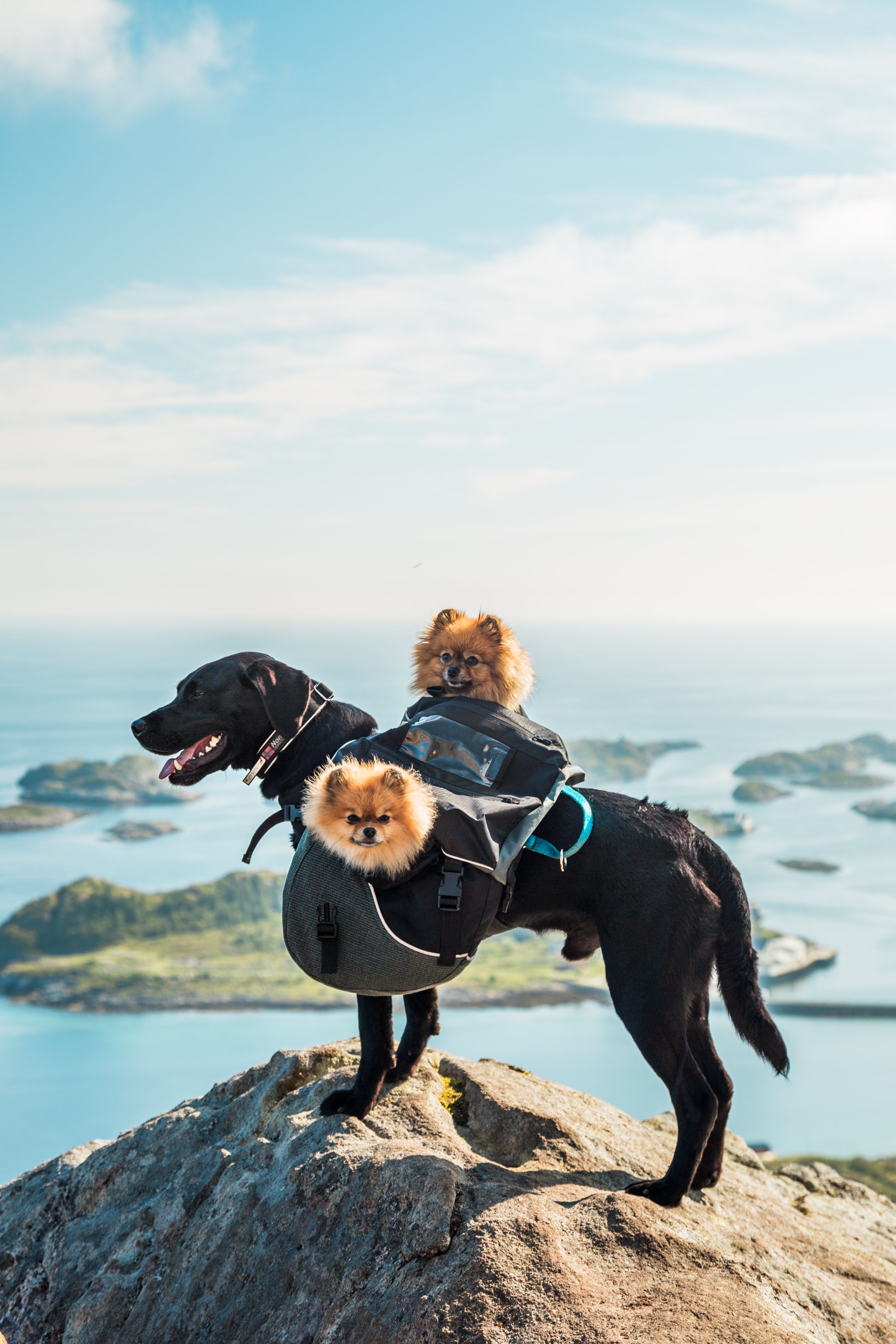 Three dogs on a mountain peak in Lofoten, Northern Norway