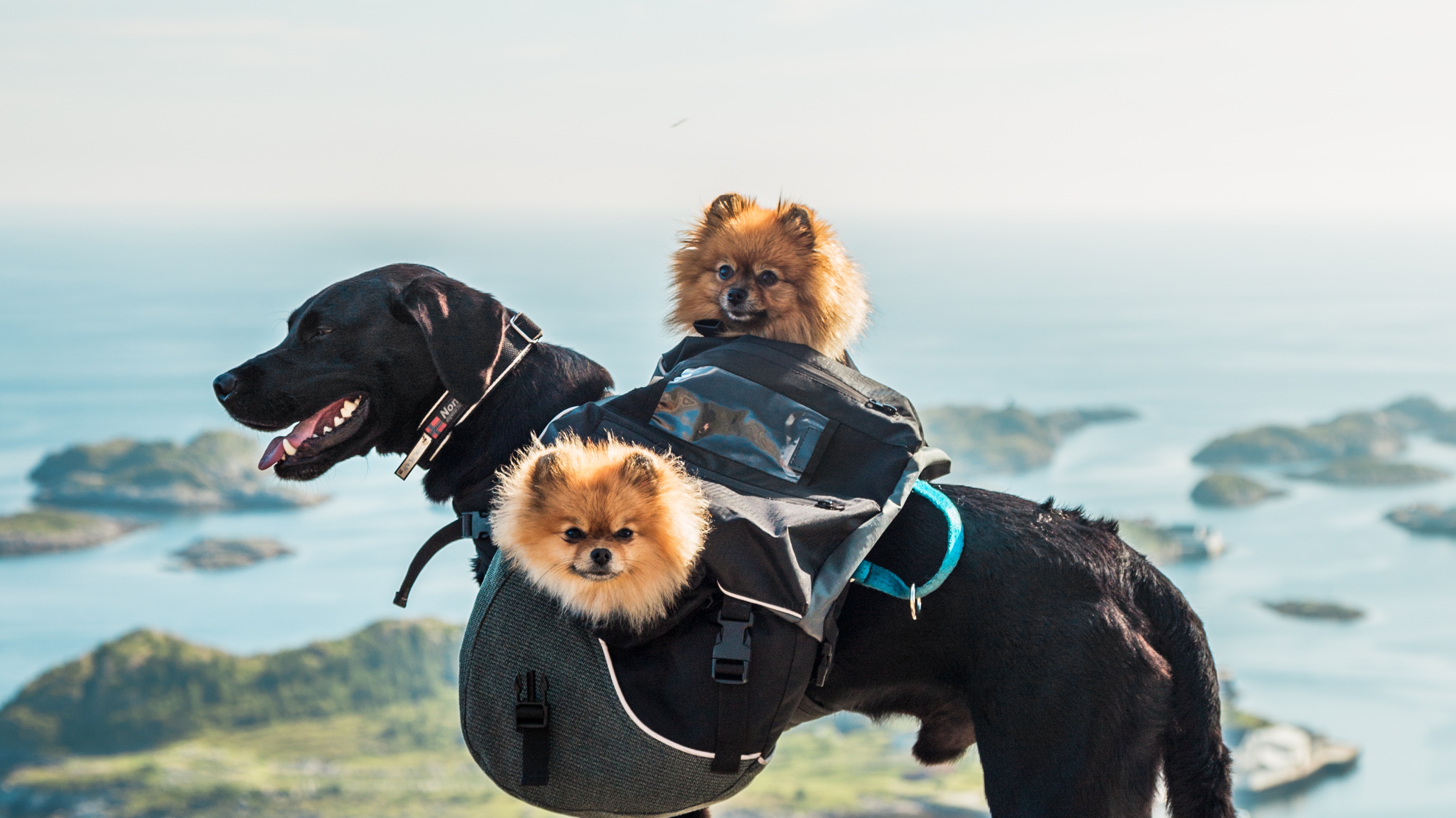 Three dogs on a mountain peak in Lofoten, Northern Norway