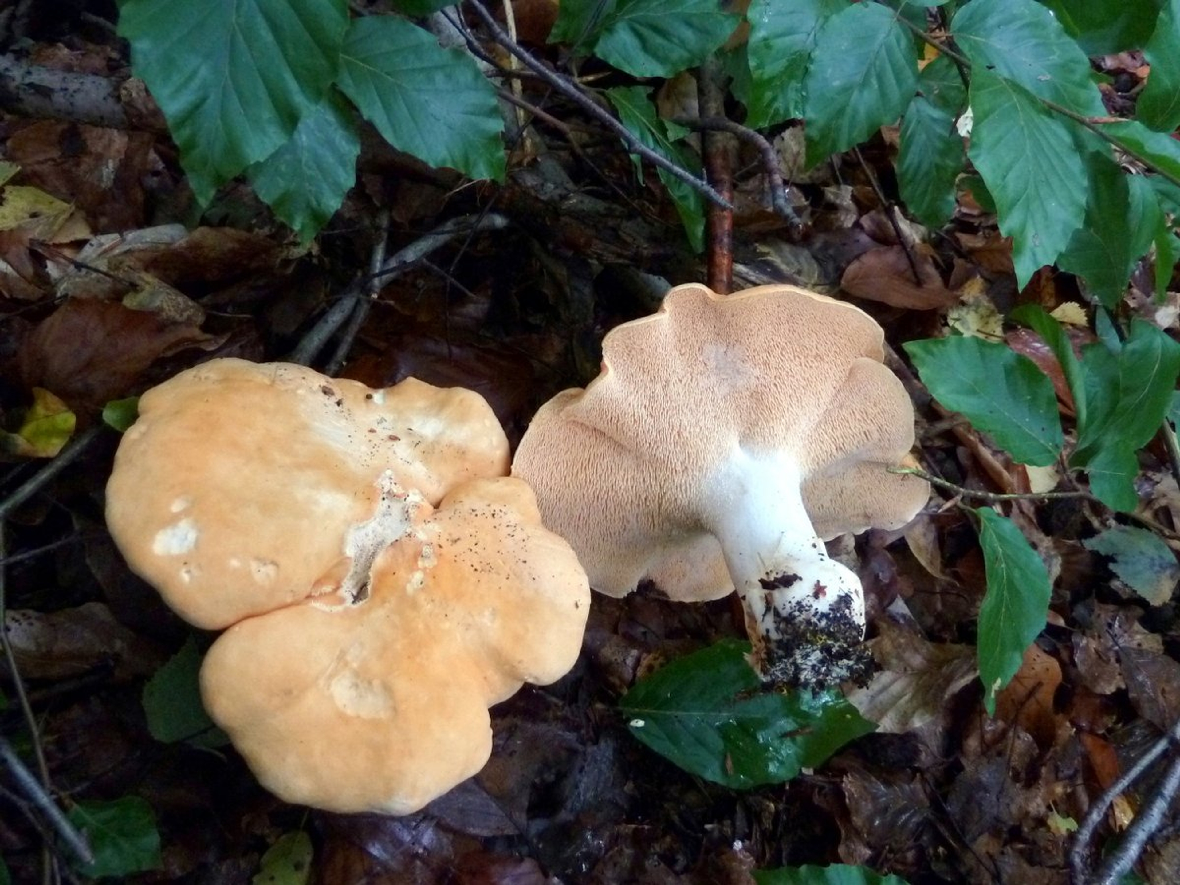 Piggsopp som vokser i skogen