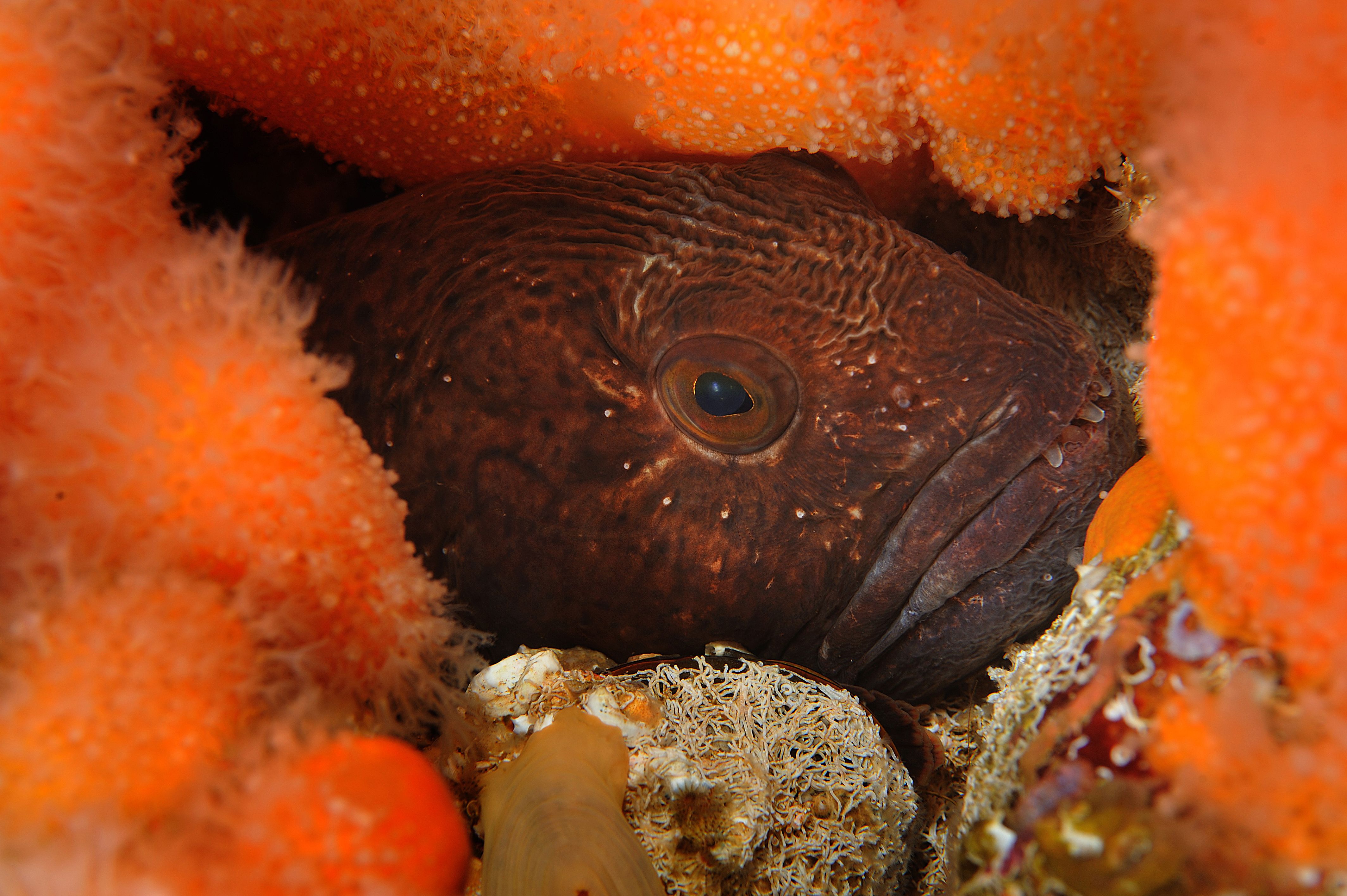 A wolffish living in Saltstraumen, Northern Norway.