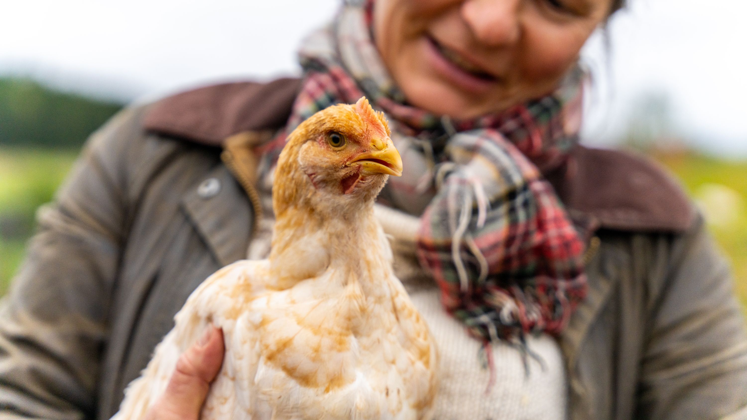Chicken from the Hovelsrud farm by Lake Mjøsa, Eastern Norway.