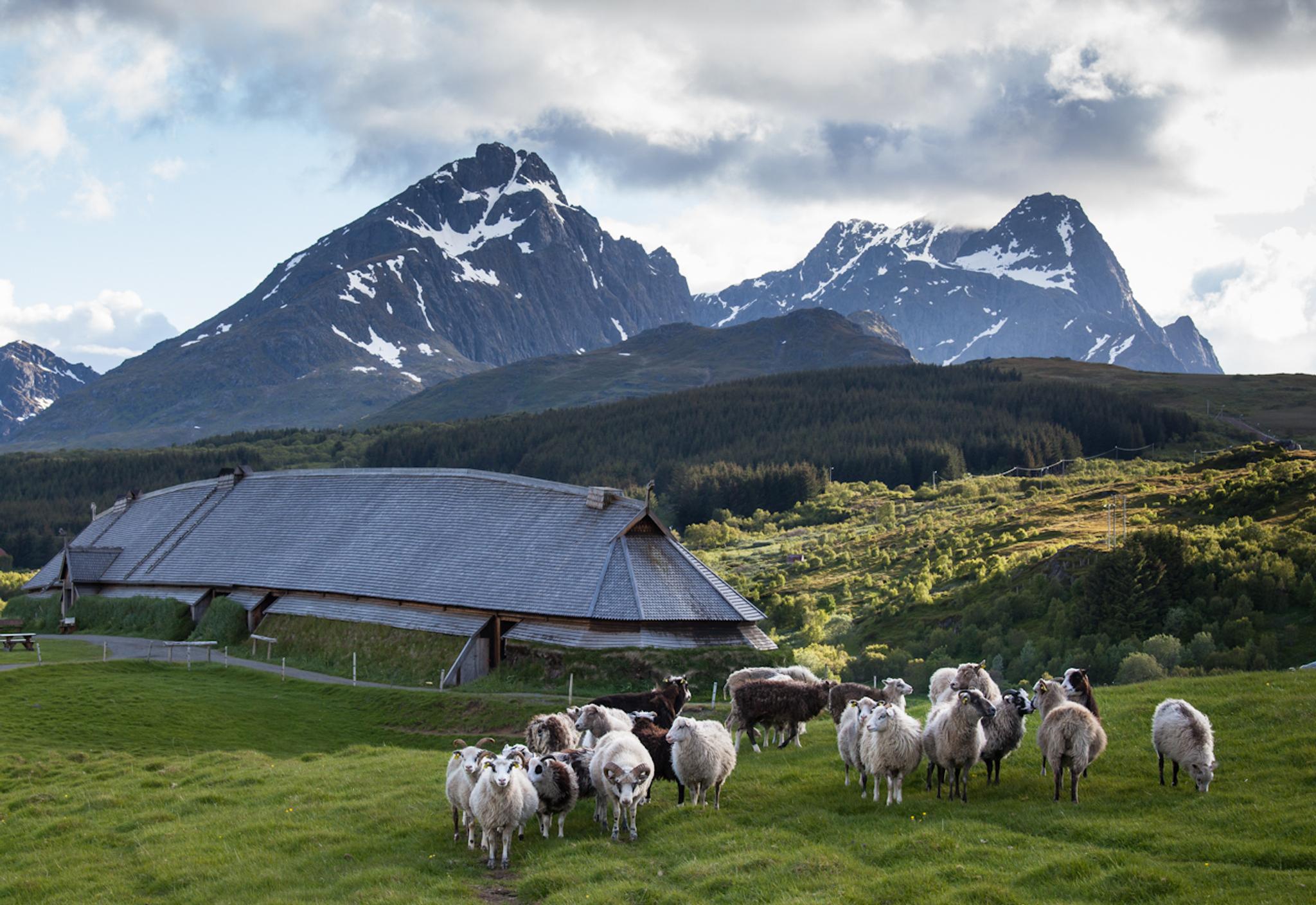 Sheep outside the Lofotr Vikingmuseum in Lofoten.