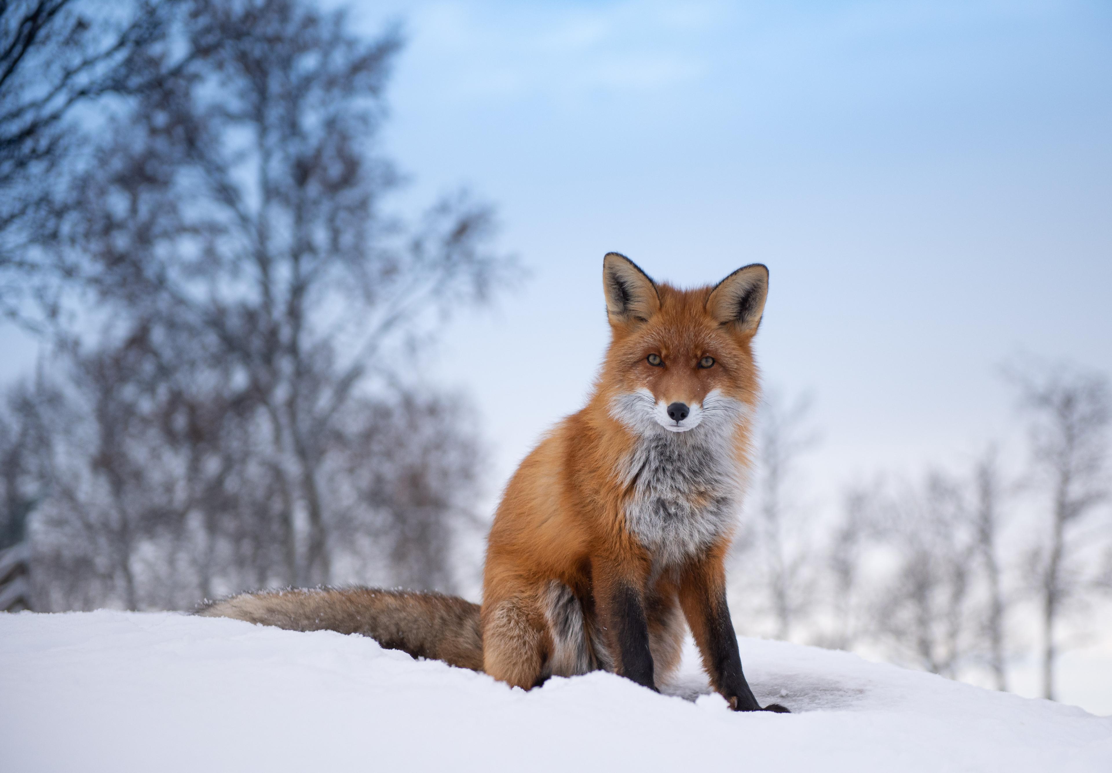 Fox in Langedrag nature Park, Viken, Eastern Norway