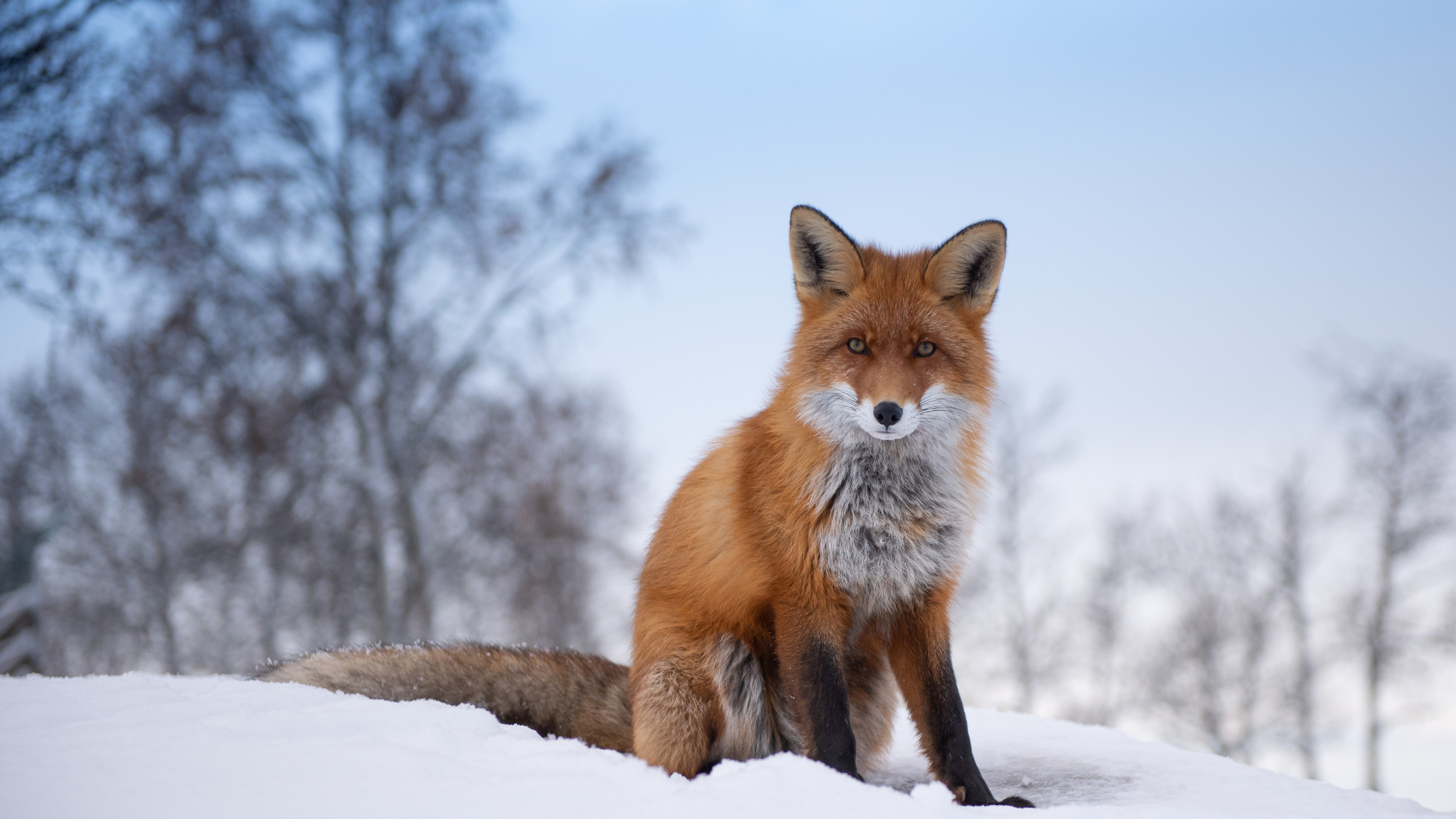 Fox in Langedrag nature Park, Viken, Eastern Norway