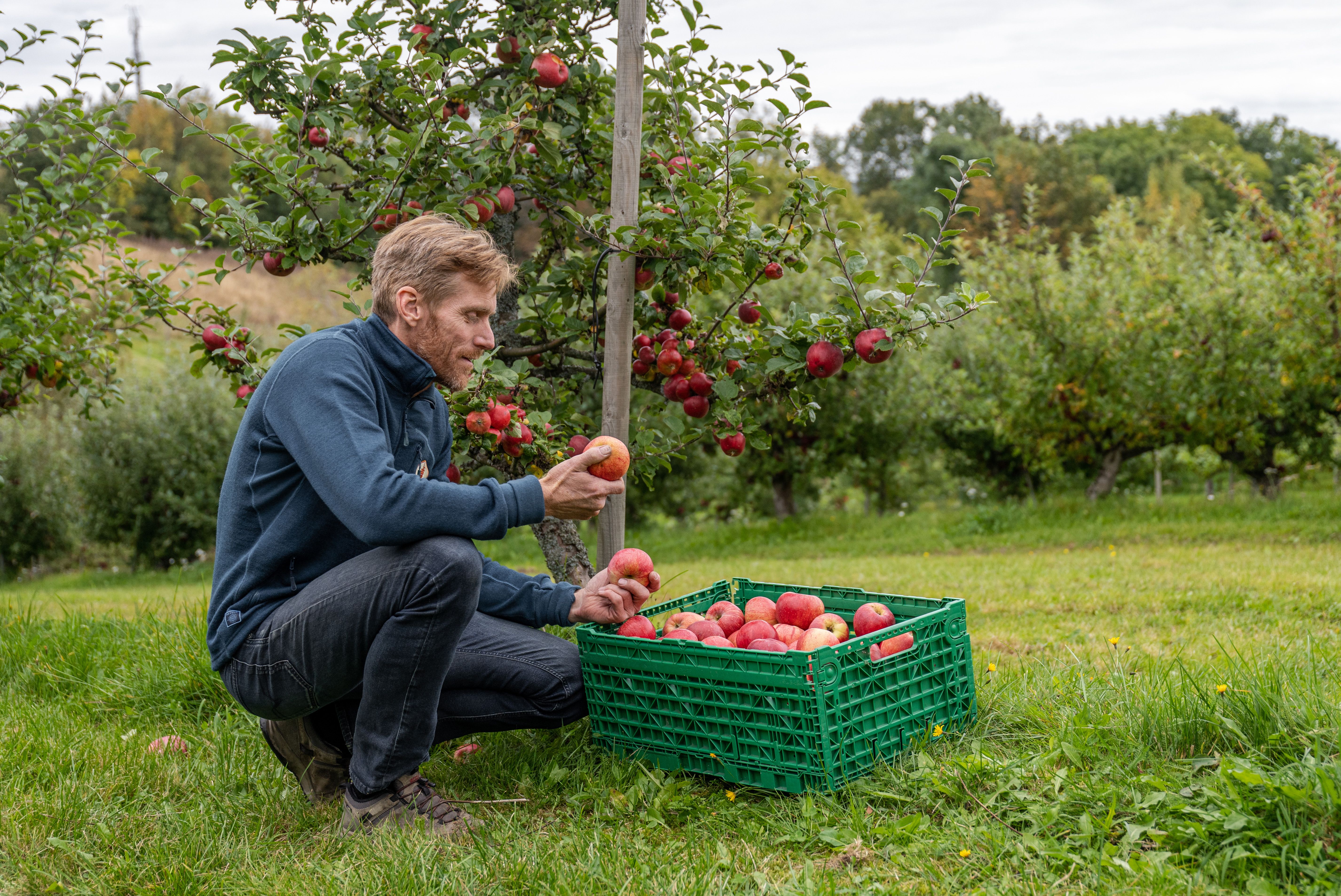 Man picking apples at a farm in Eastern Norway