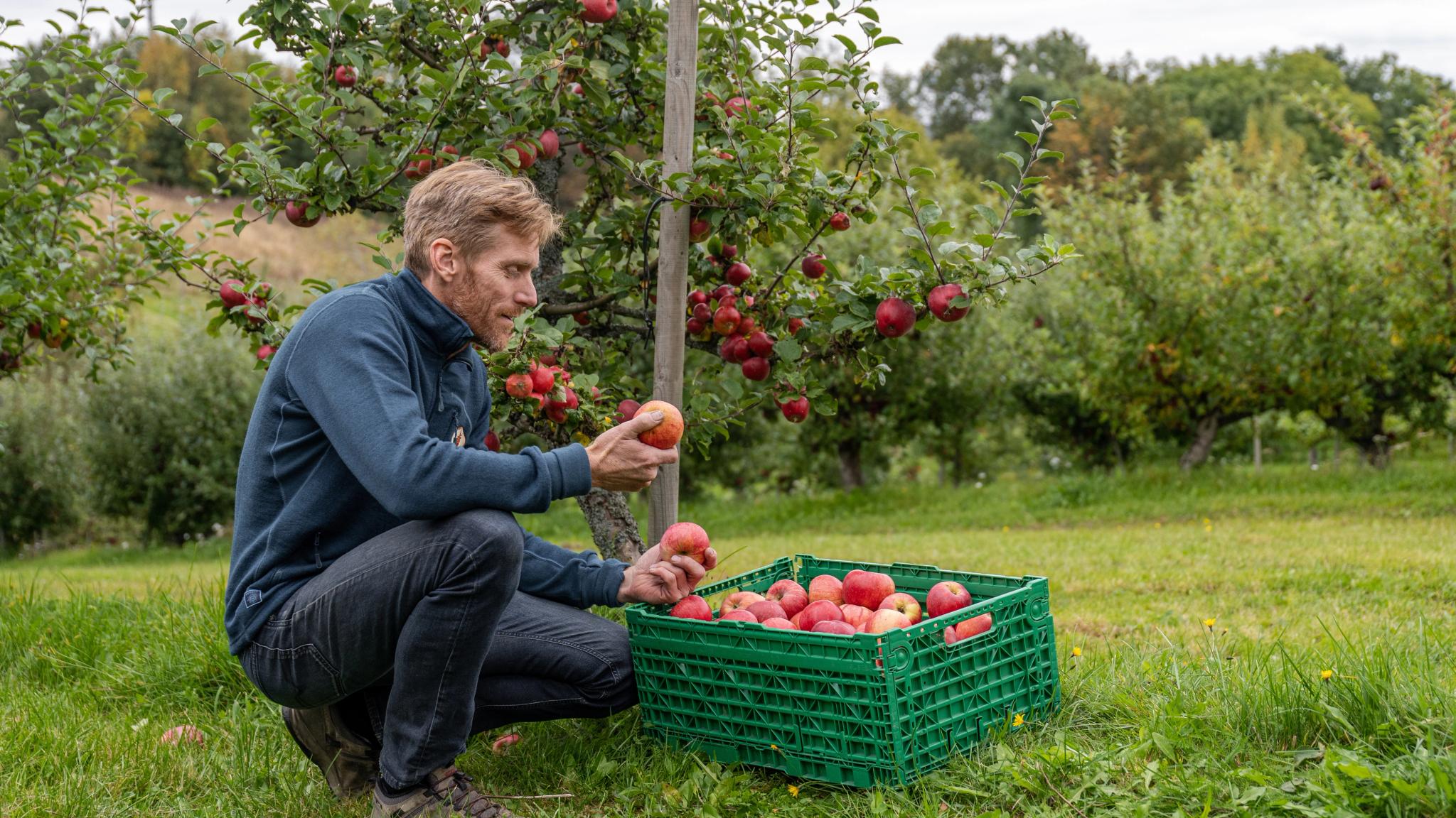 Man picking apples at a farm in Eastern Norway
