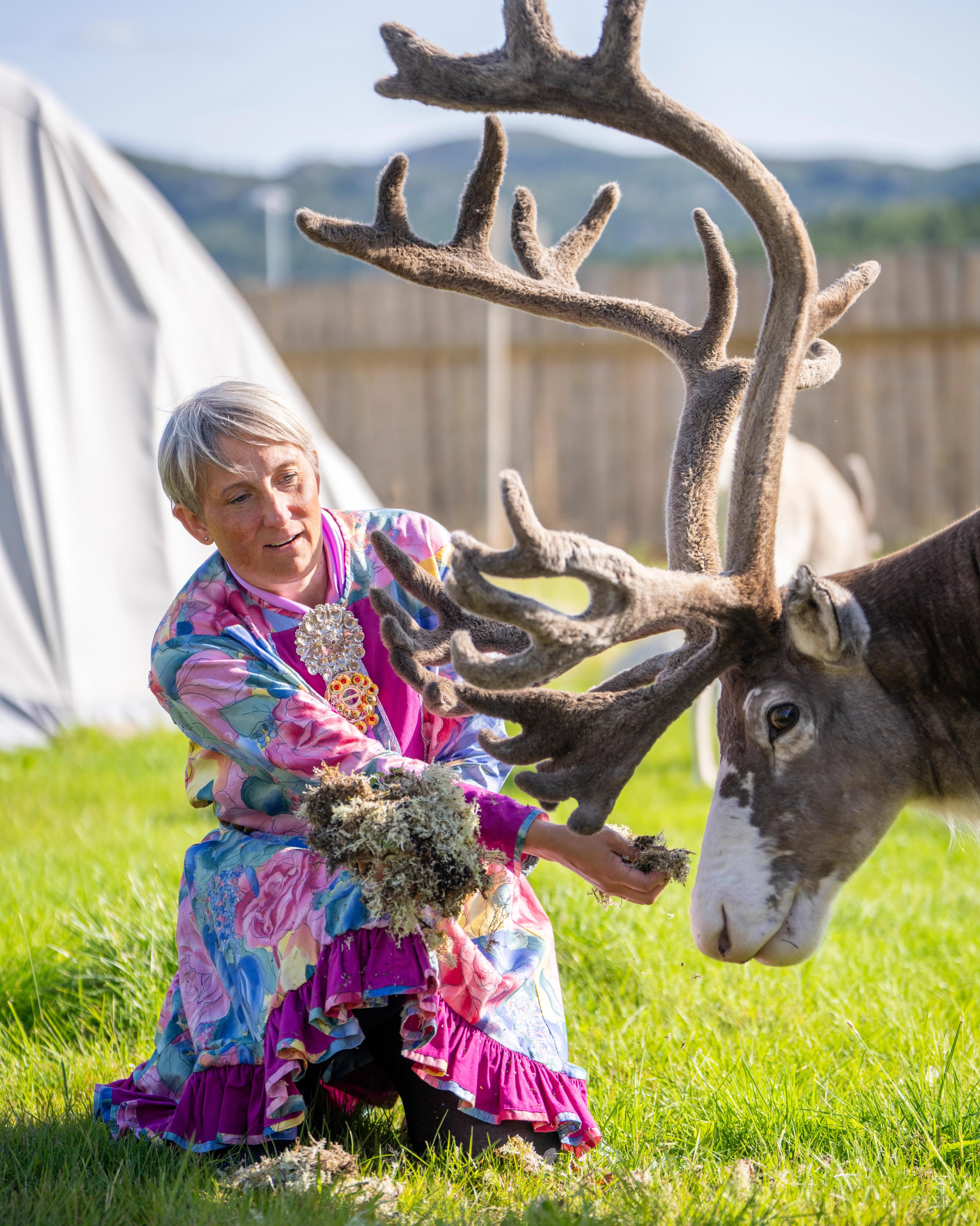 Sami woman by a reindeer