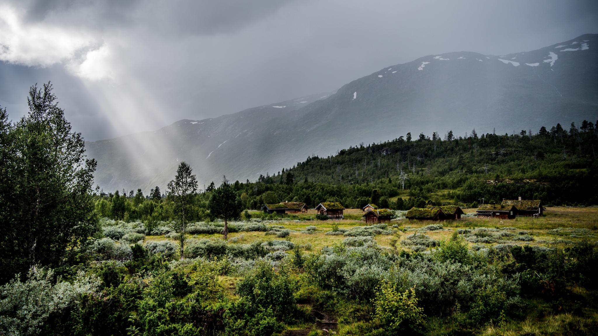 Thatched houses in a forested and mountainous landscape in Vettismorki on a foggy autumn day. Jotunheimen, Norway.