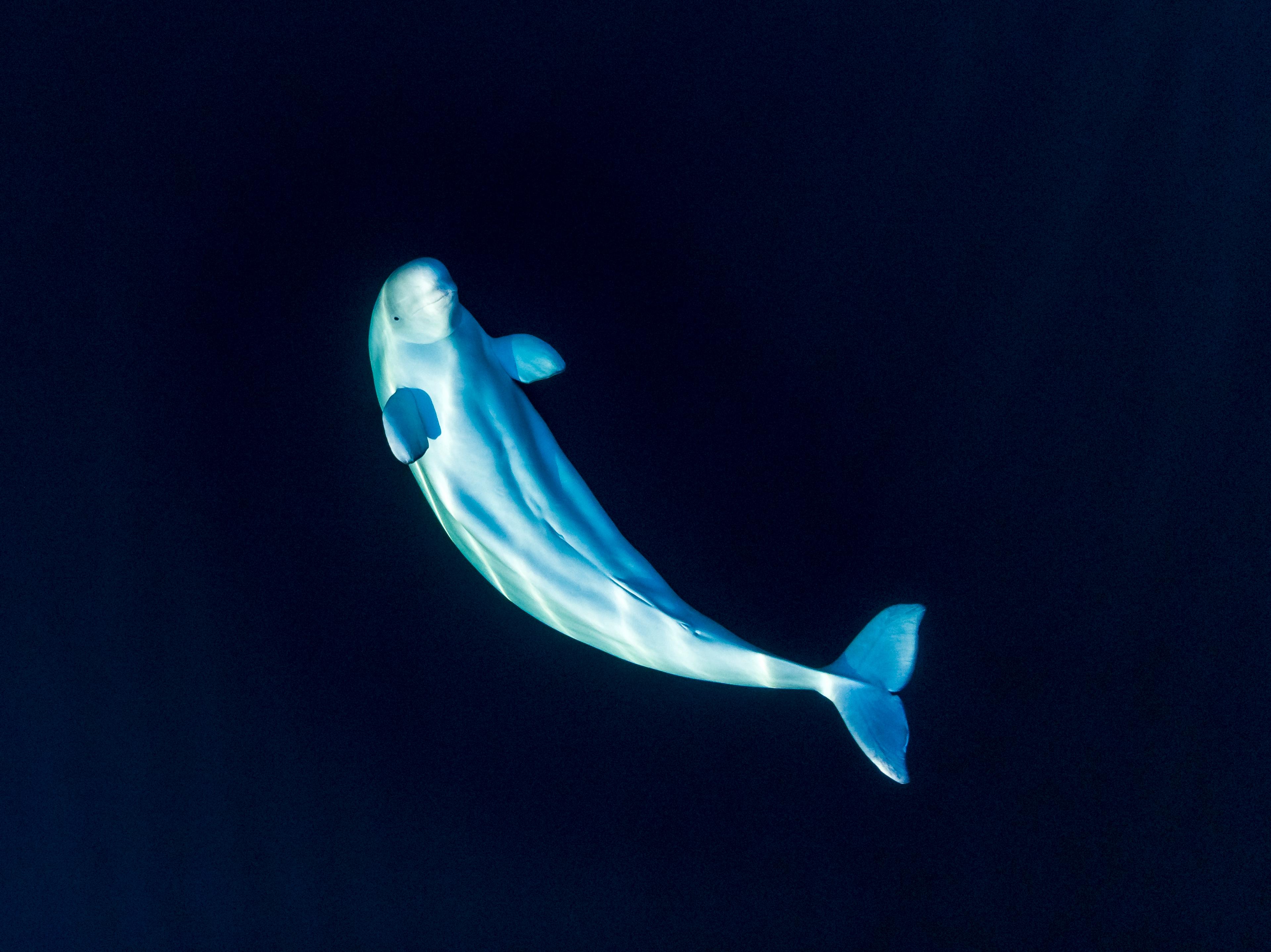 Beluga whale in Tromsø, Northern Norway
