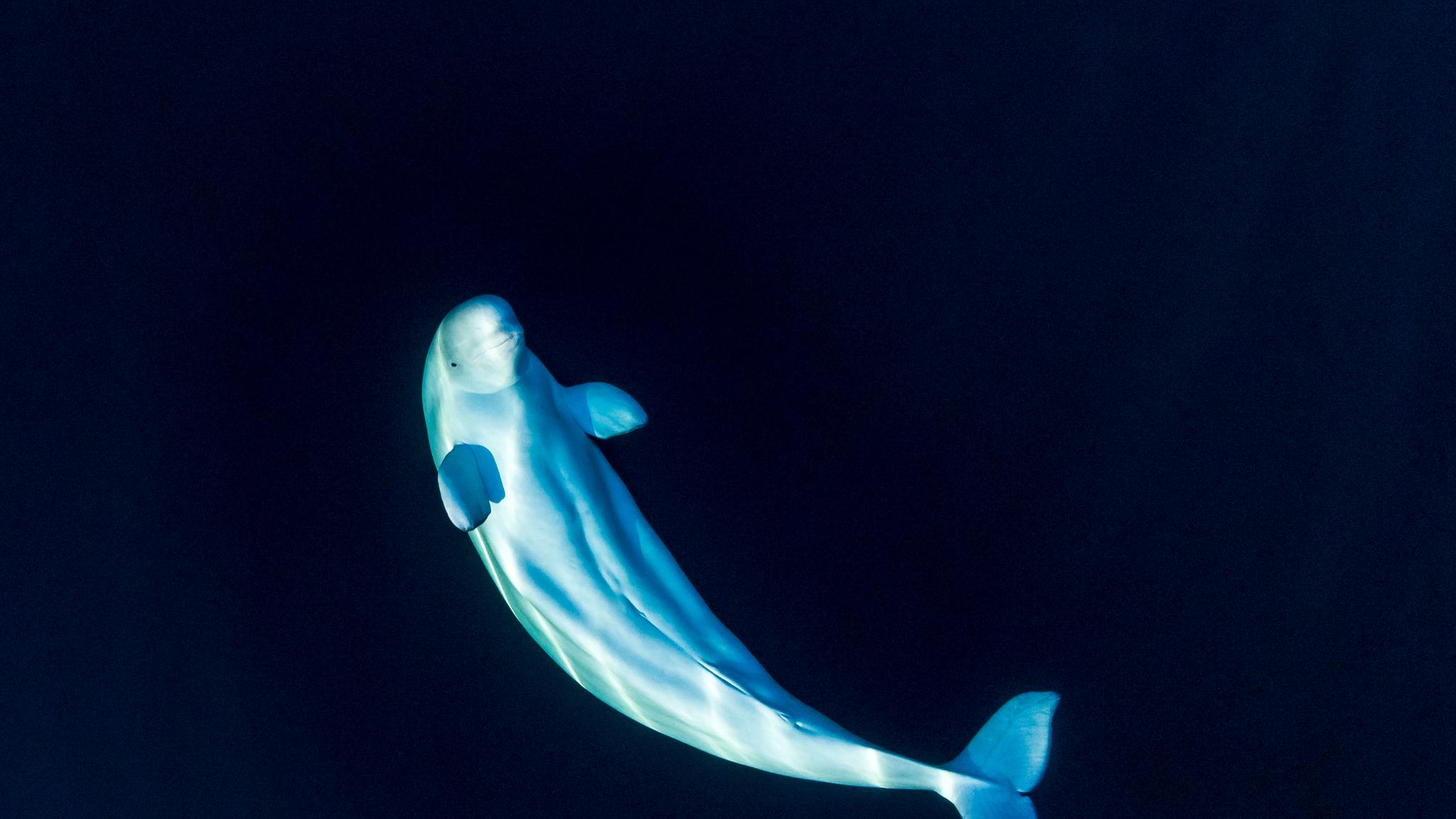 Beluga whale in Tromsø, Northern Norway
