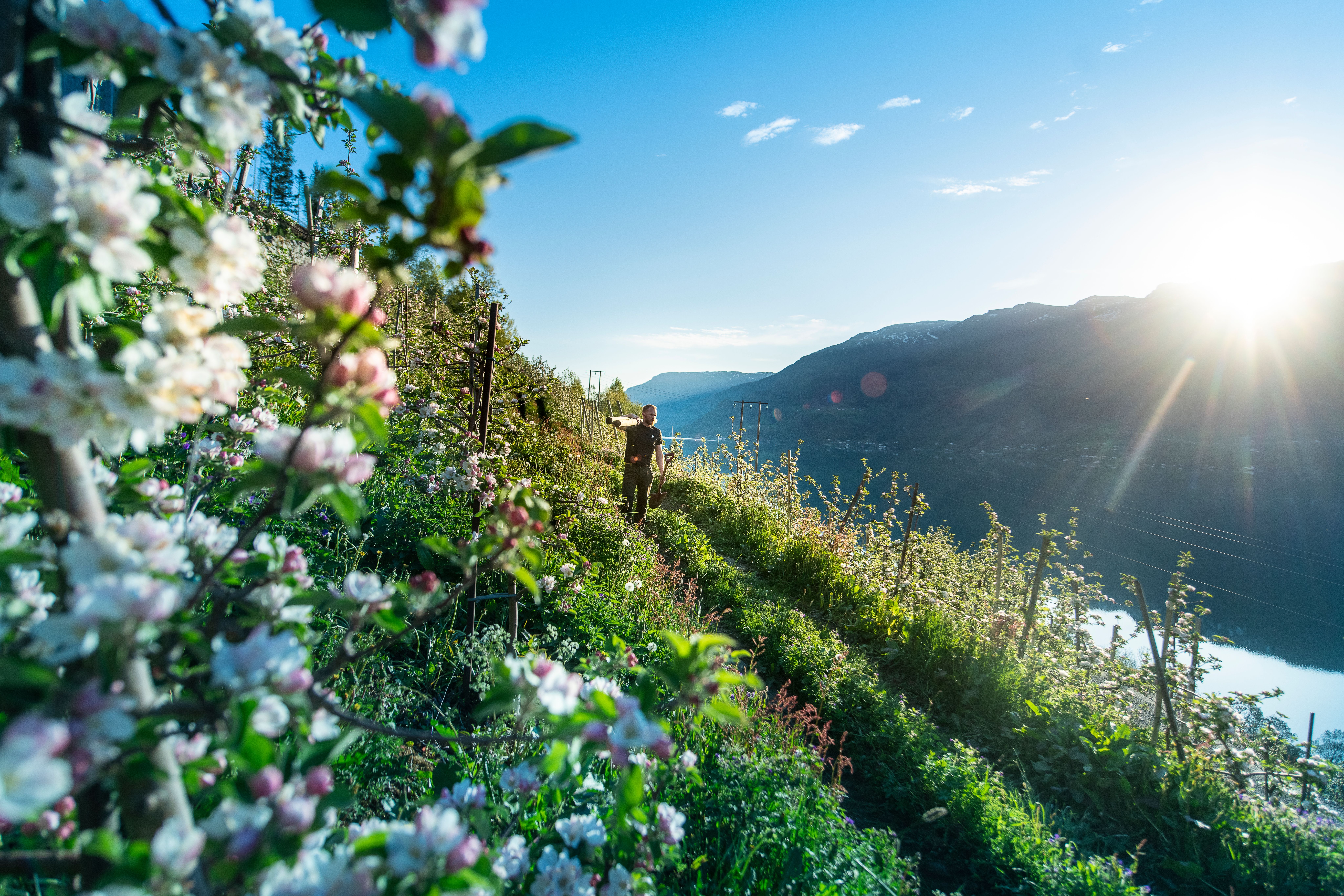 A man is walking among apple trees in full blossom in Hardangerfjord
