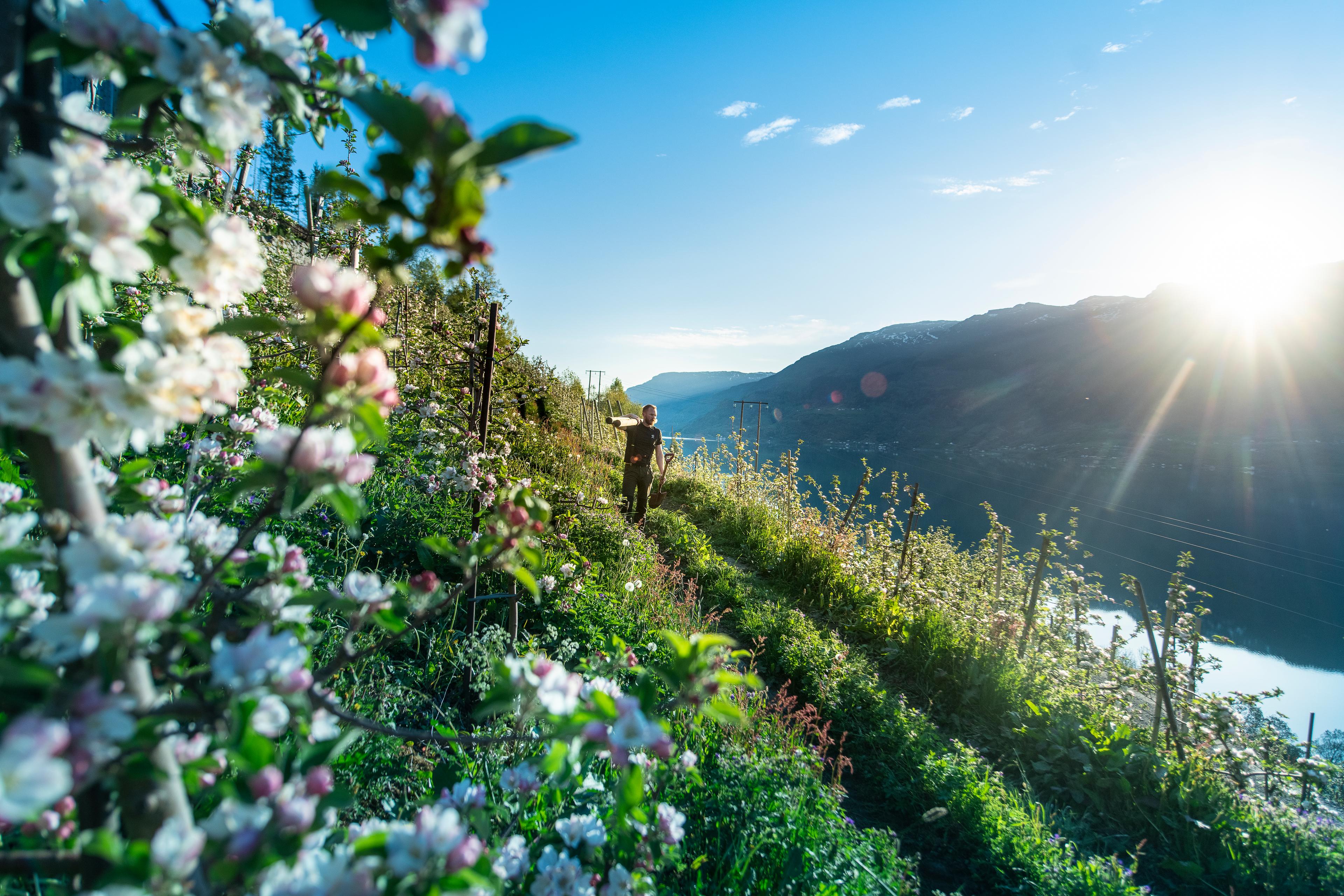 A man is walking among apple trees in full blossom in Hardangerfjord