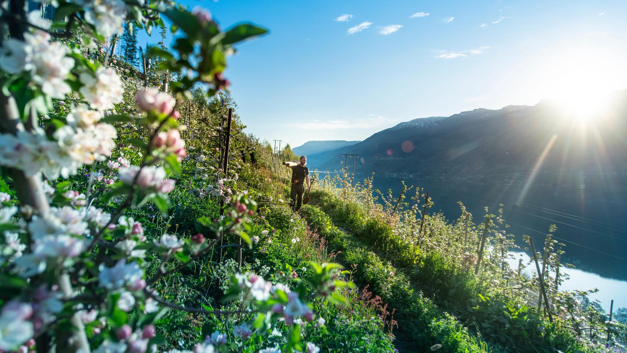 En mann går blant blomstrende epletrær i Hardangerfjord på Vestlandet