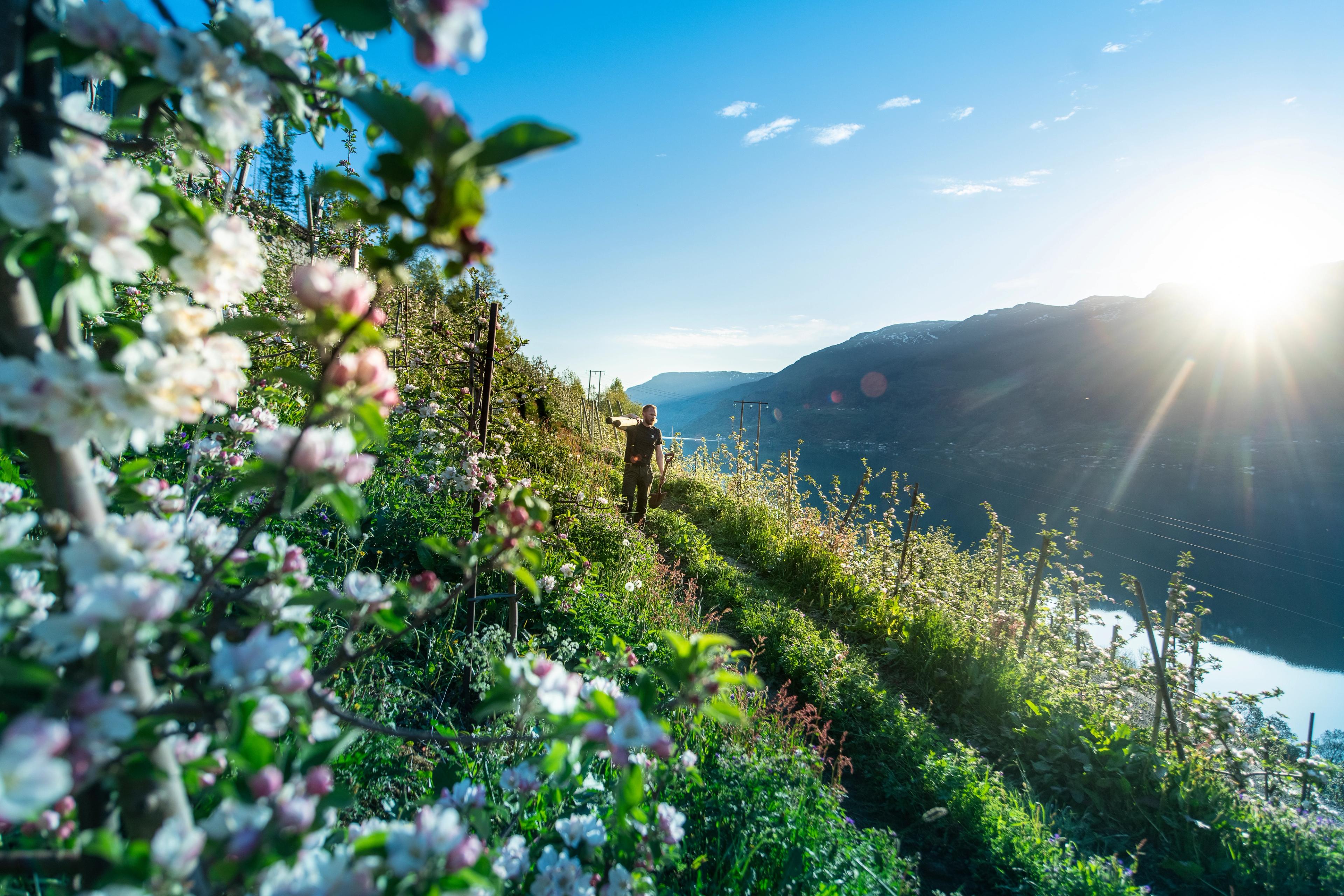 A man is walking among apple trees in full blossom in Hardangerfjord