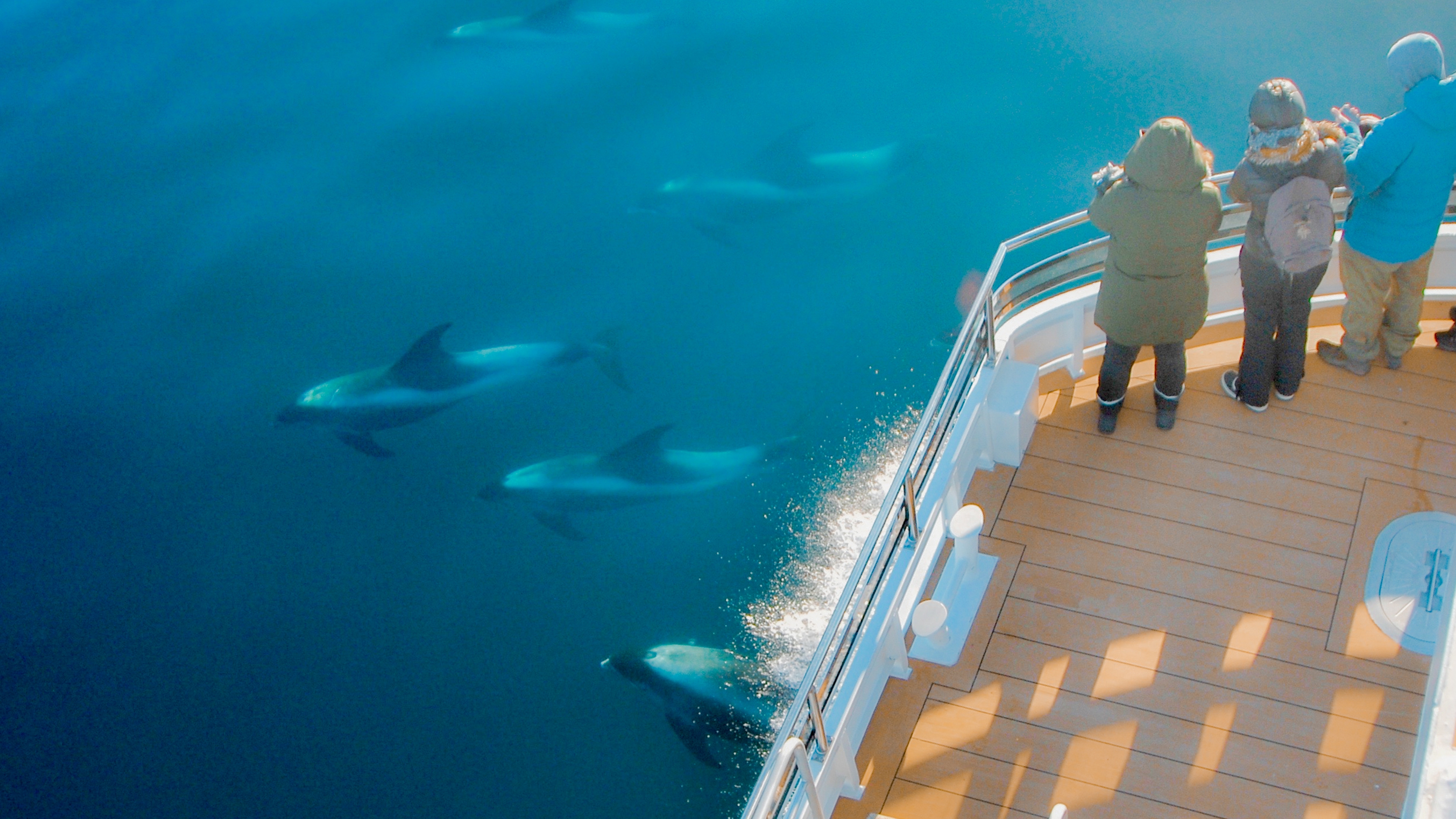 Harbour porpoise swimming by the the electrical boat MS Bard at Svalbard