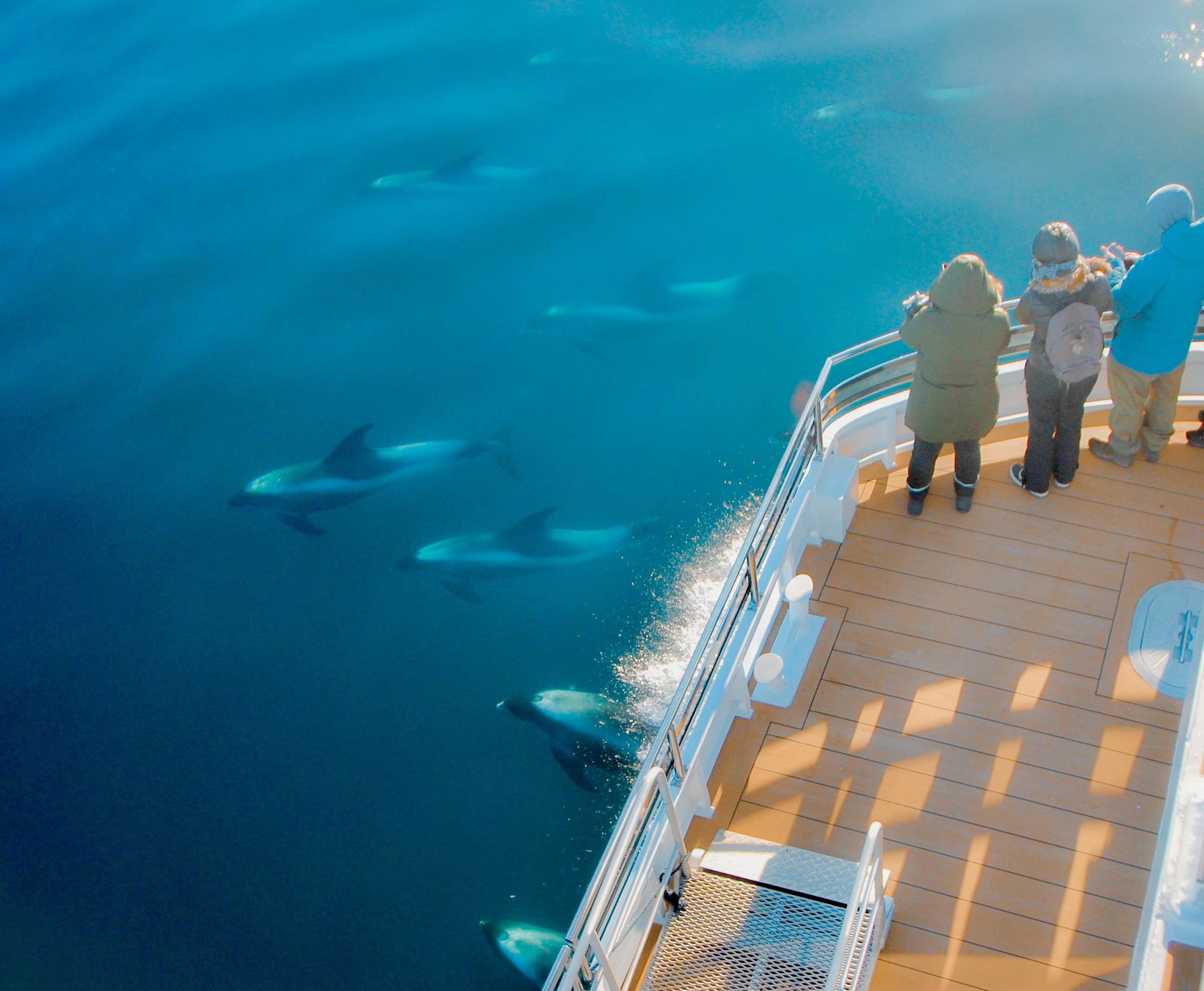 Harbour porpoise swimming by the the electrical boat MS Bard at Svalbard