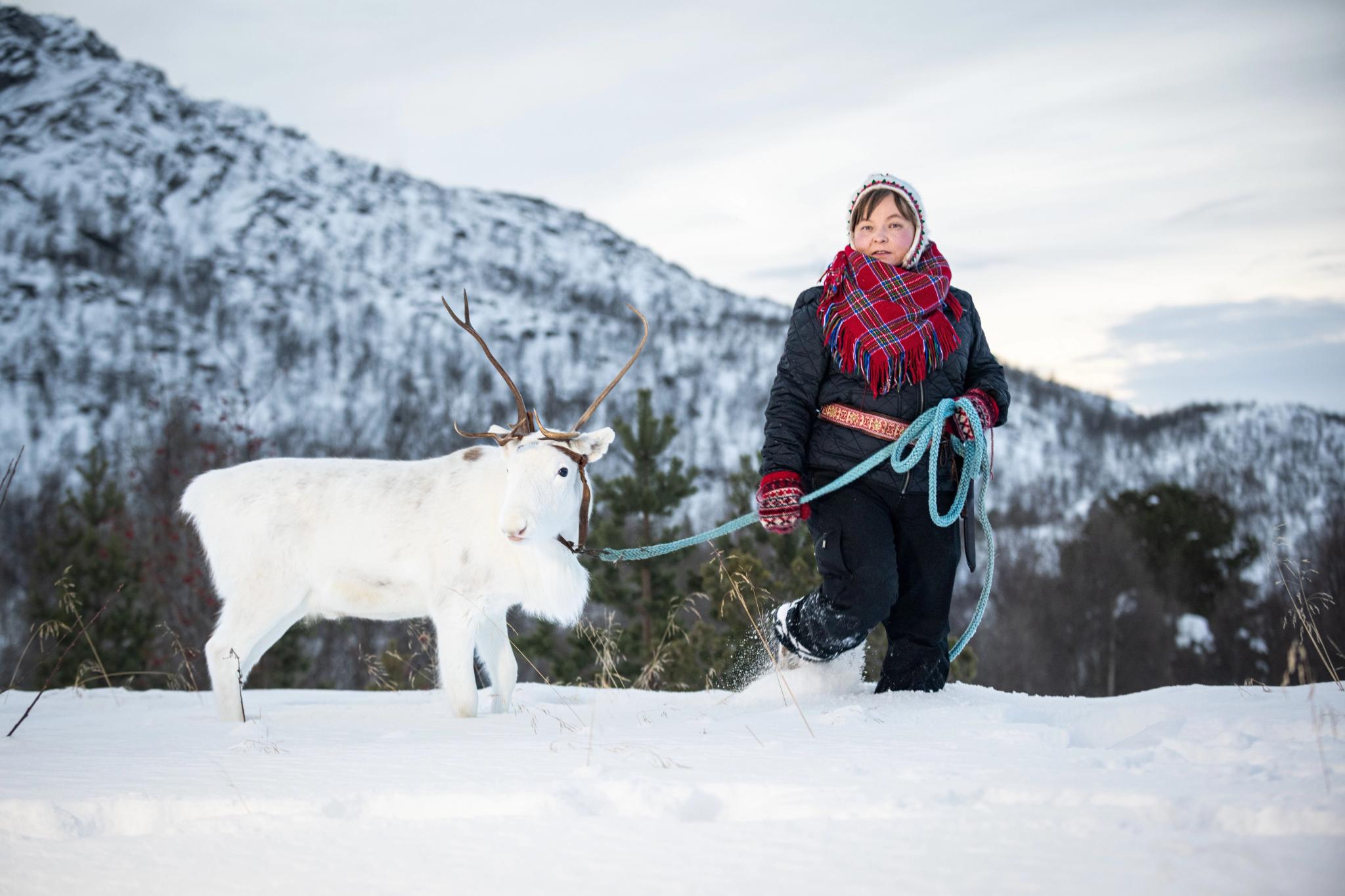 Máret Rávdná Buljo with a white reindeer walking through snow