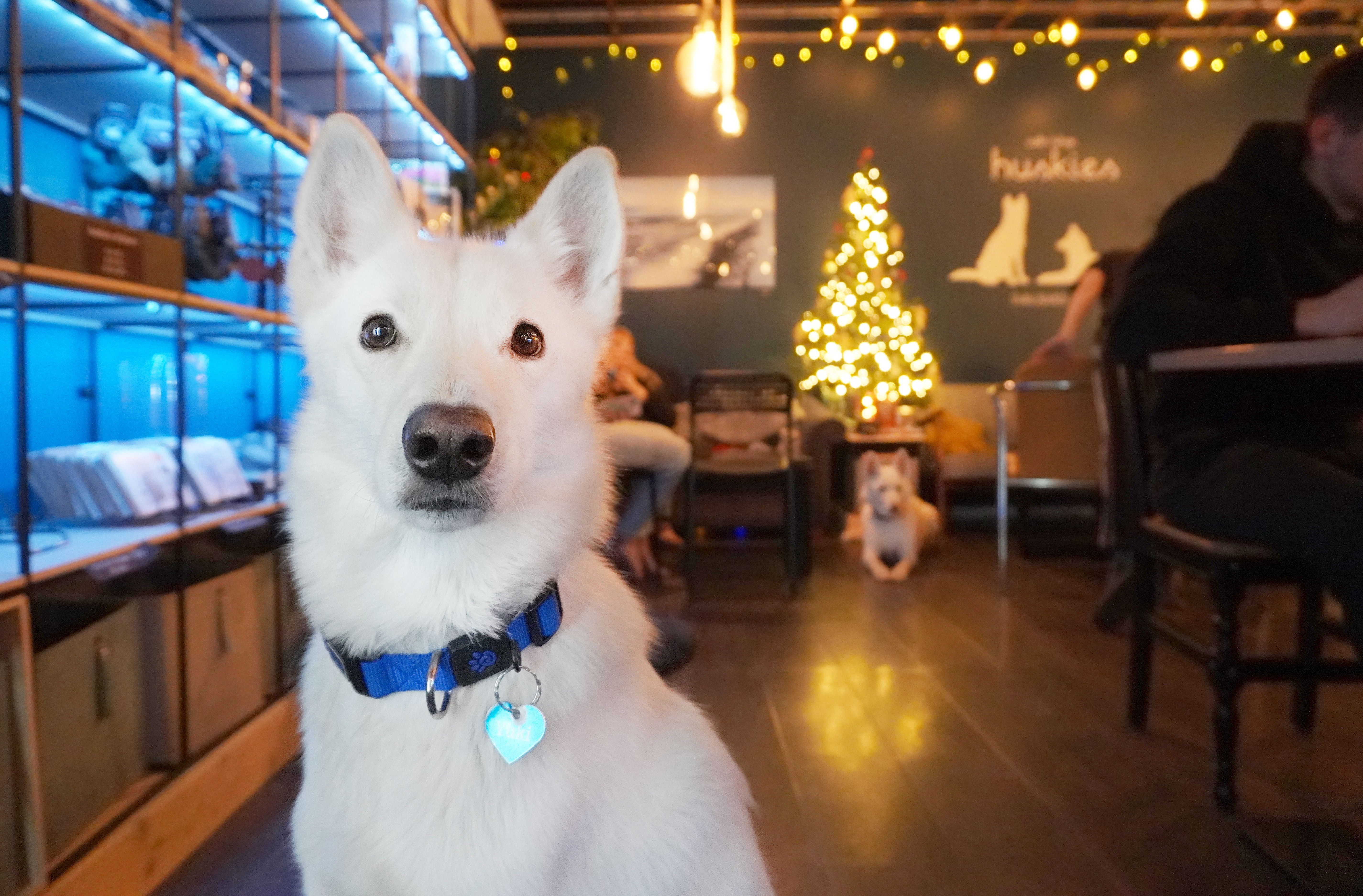 White husky in a cafe
