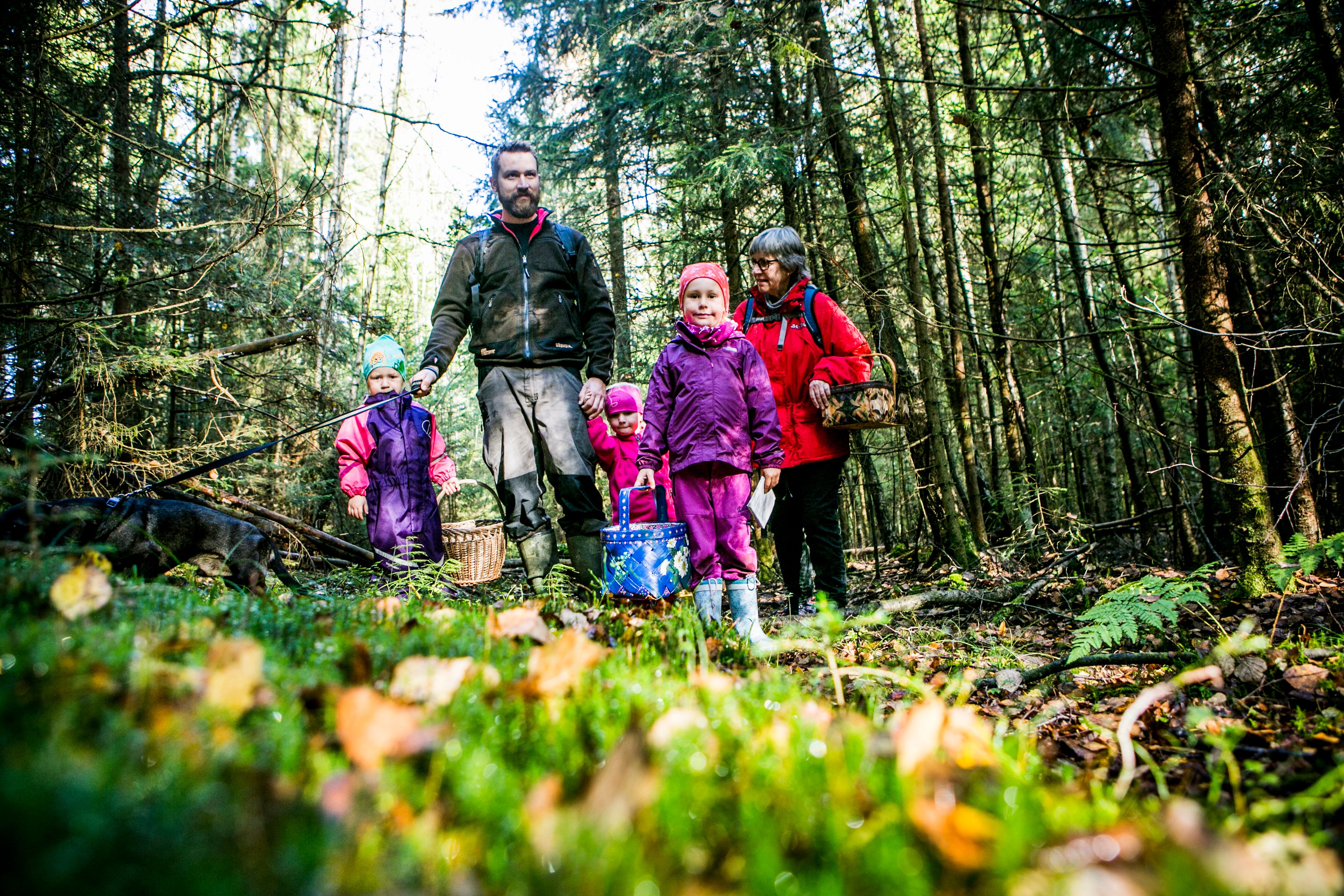 En familie er ute og plukker sopp i skogen i Moss på Østlandet