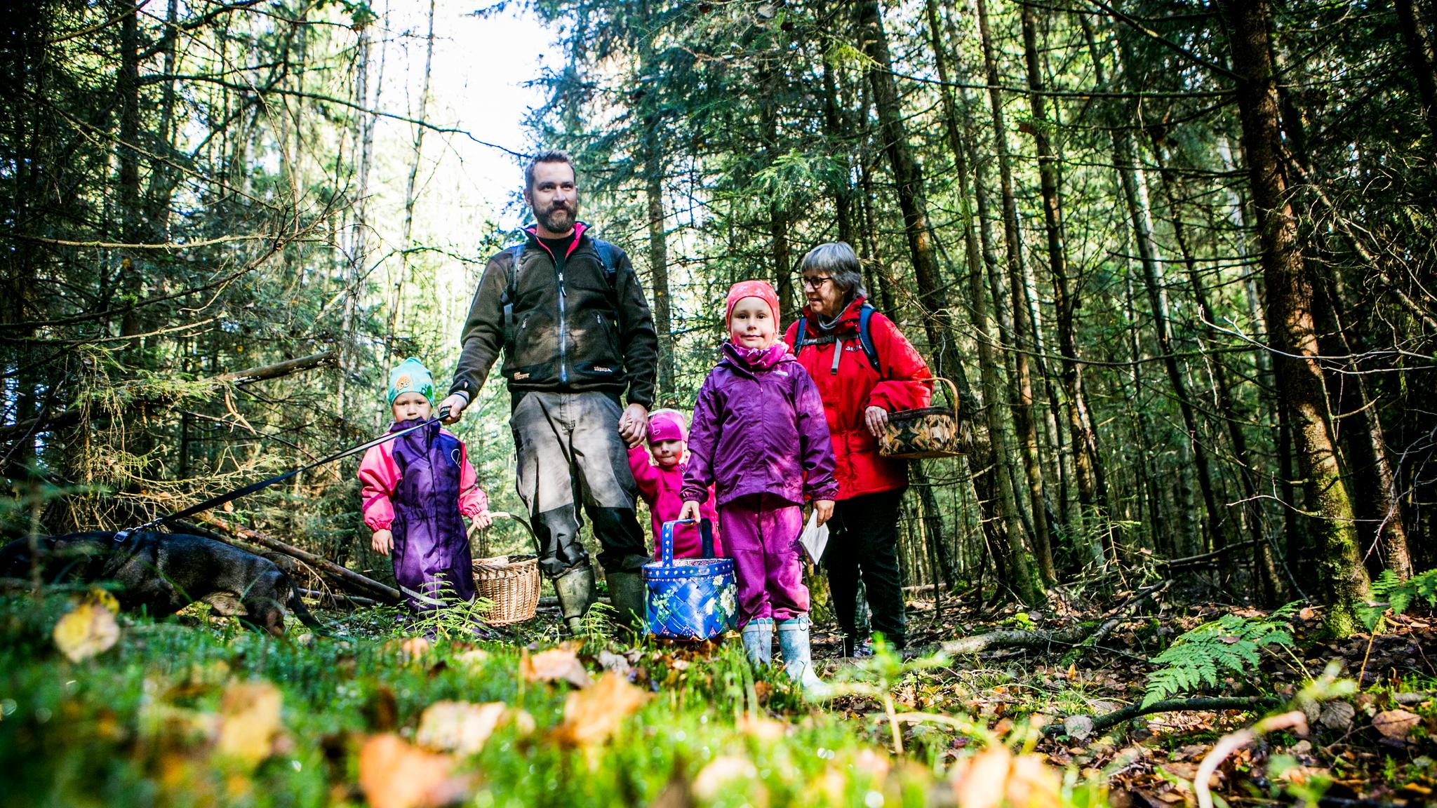 A family picking mushrooms in the forest in Moss, Eastern Norway