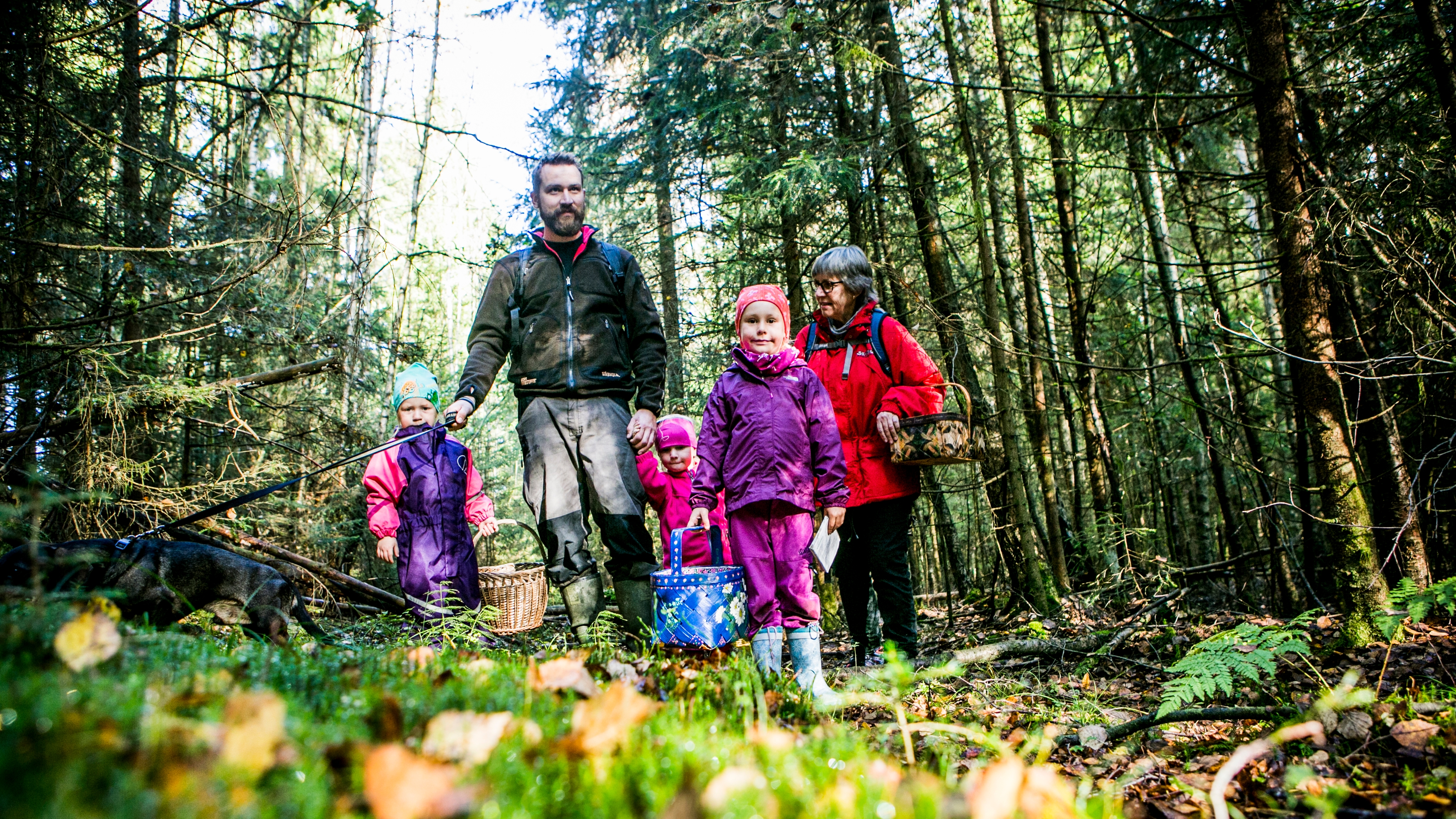 A family picking mushrooms in the forest in Moss, Eastern Norway