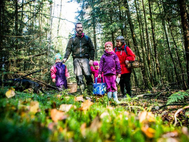 En familie er ute og plukker sopp i skogen i Moss på Østlandet
