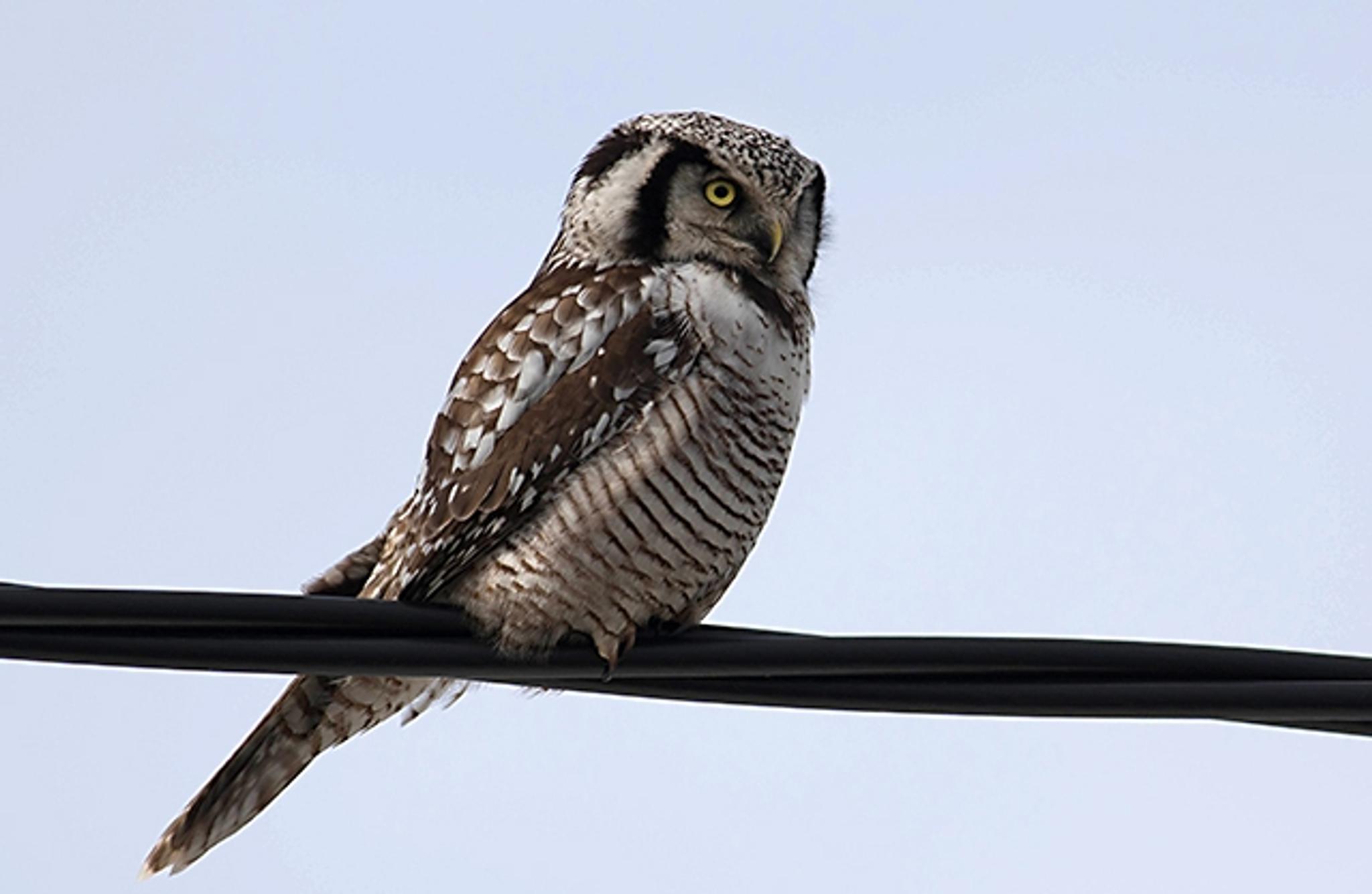 Close-up of a Northern Hawk Owl in Norway