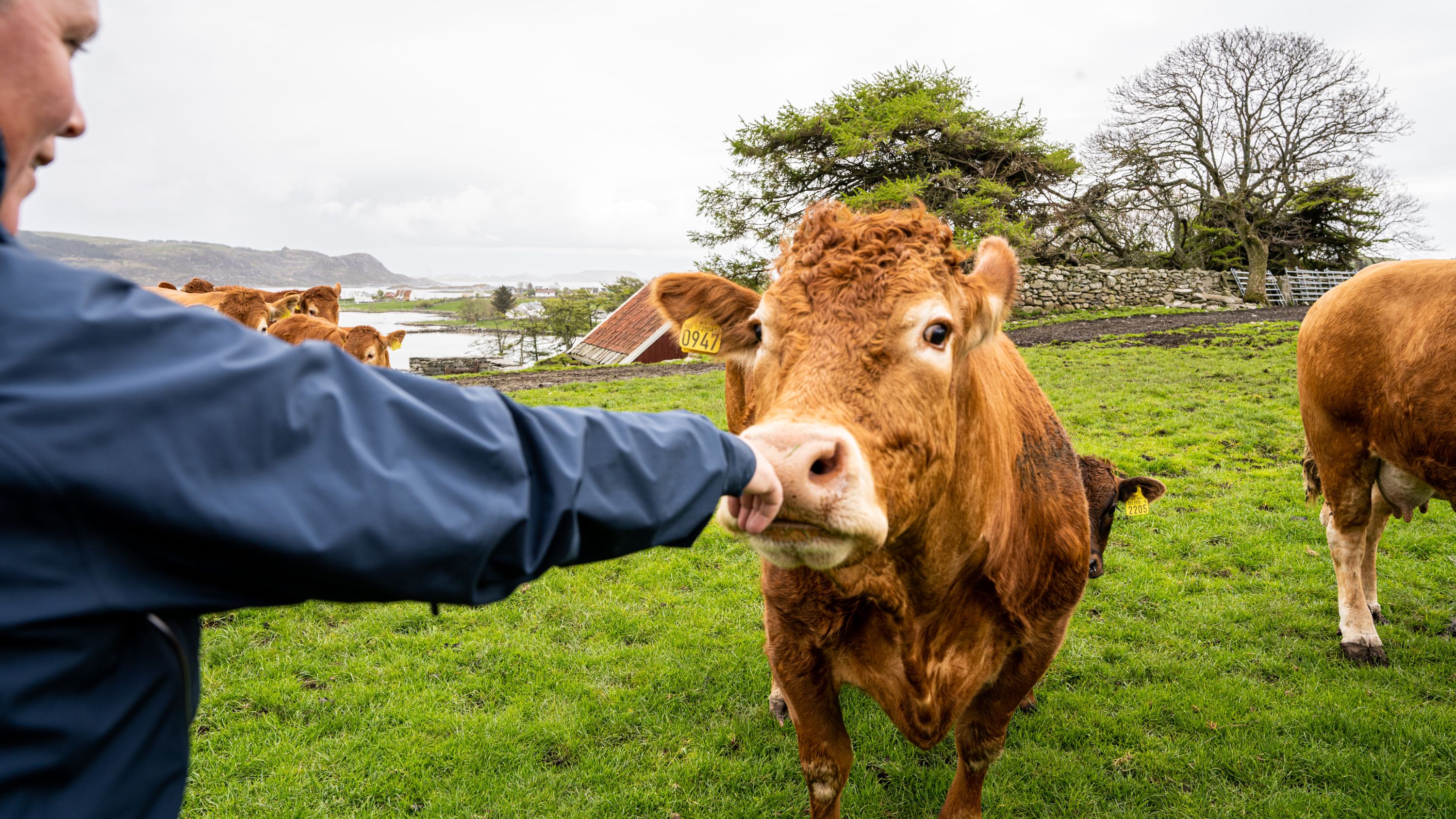 A women pets a cow at the Klostergarden farm in Mosterøy, Fjord Norway.