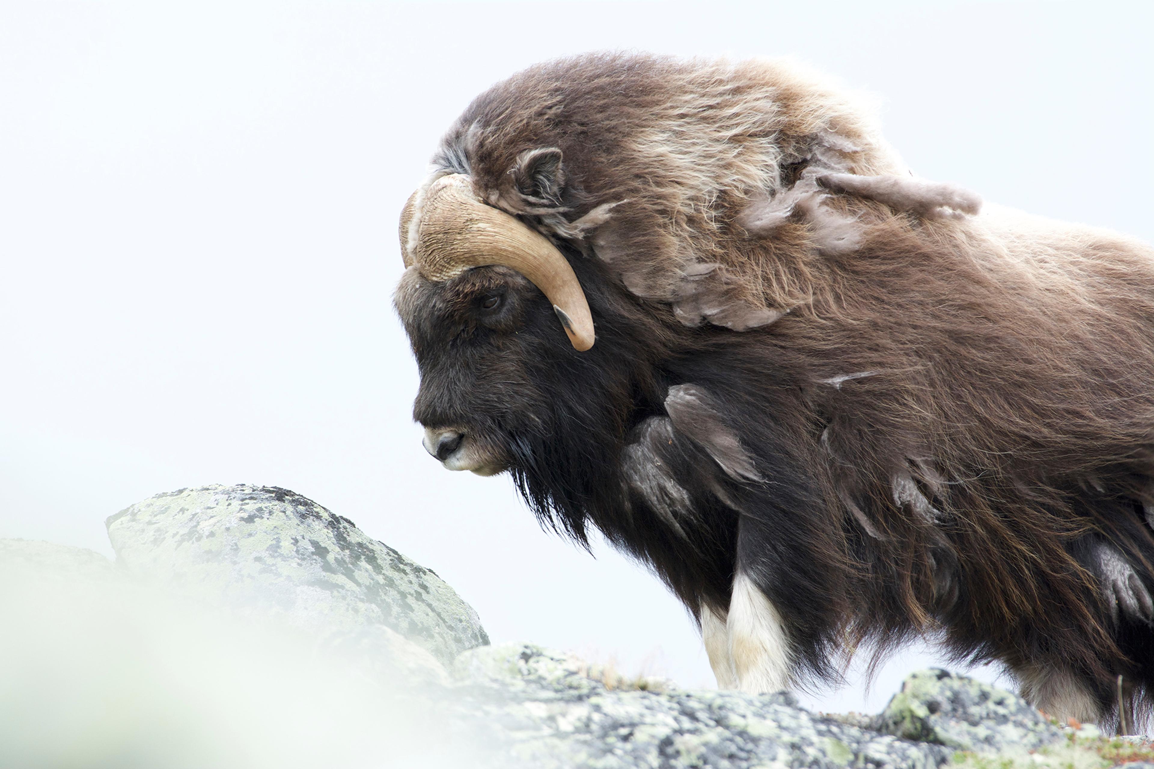 A musk ox at Dovrefjell, Eastern Norway