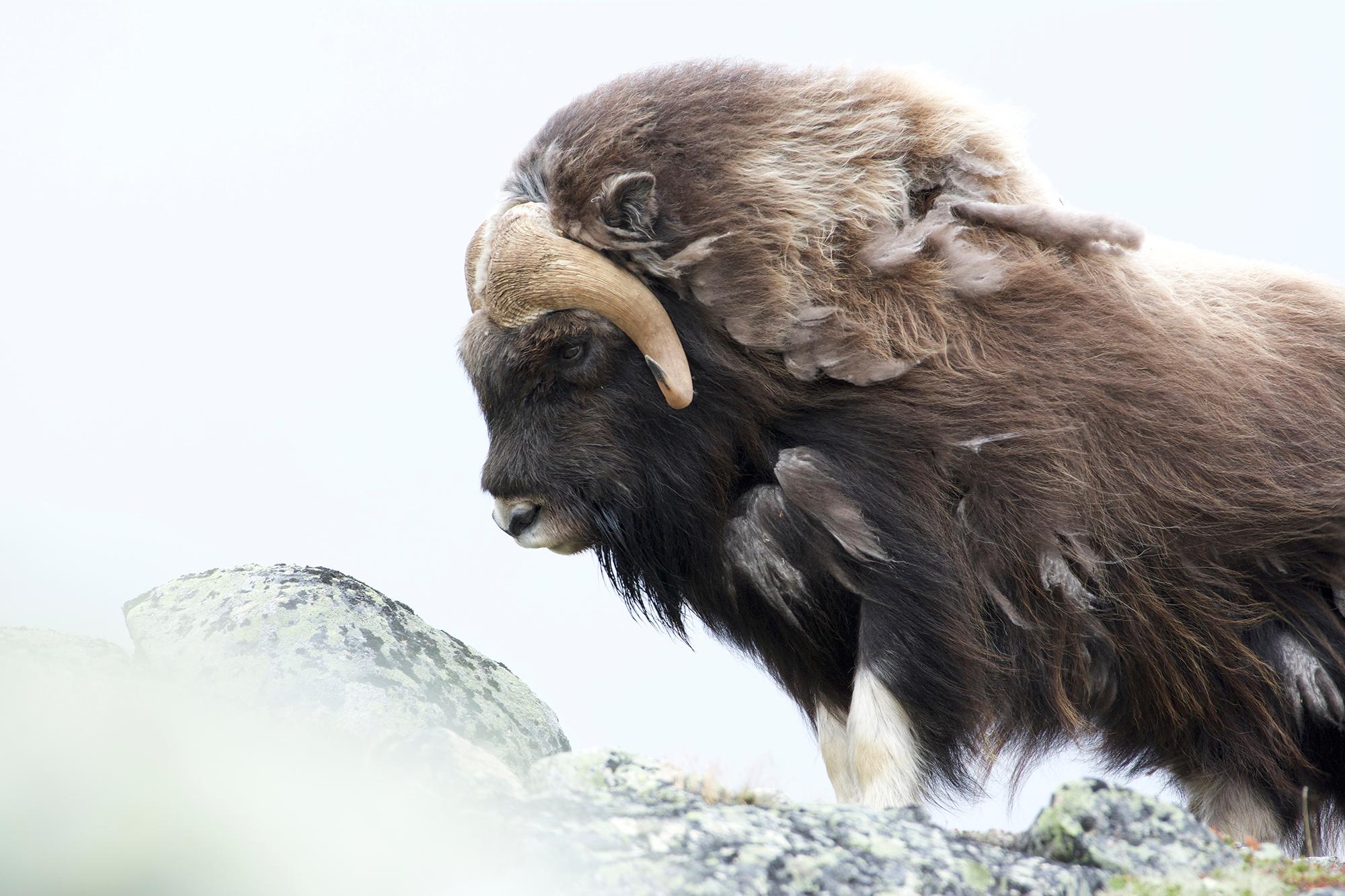 A musk ox at Dovrefjell, Eastern Norway