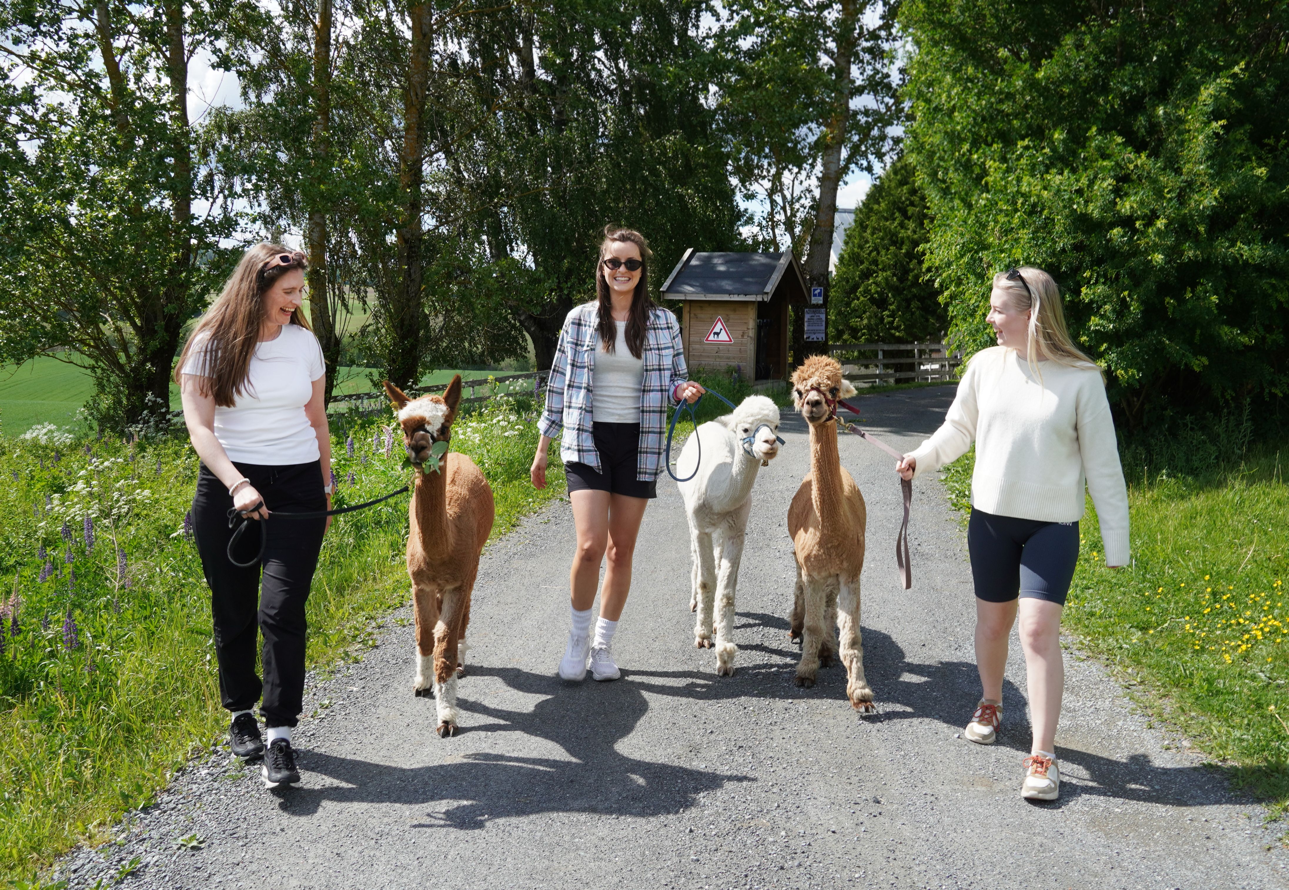 Alpakkavandring på Sørum på Østlandet