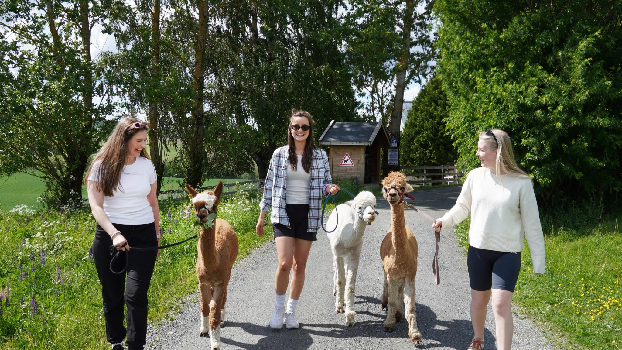 Alpaca walking, Eastern Norway.