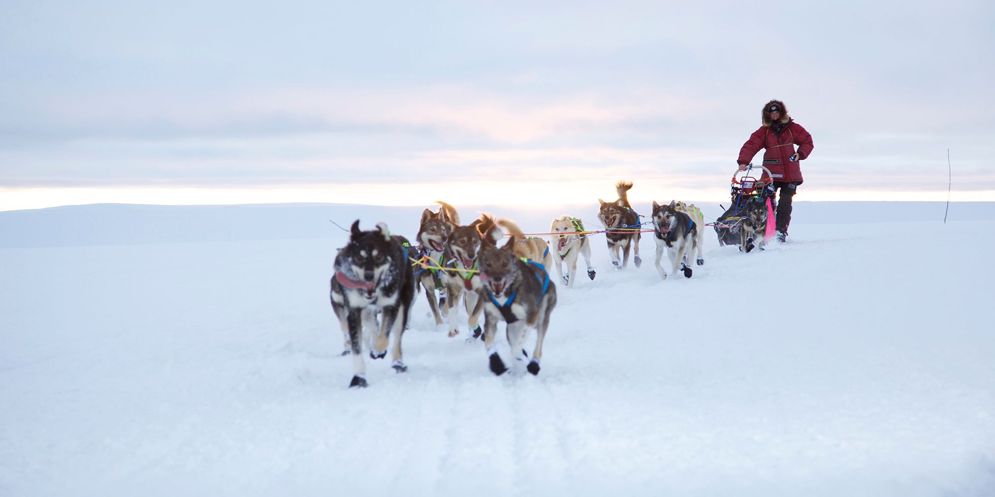 A person is riding a dog sledge during winter in Finnmark, Northern Norway