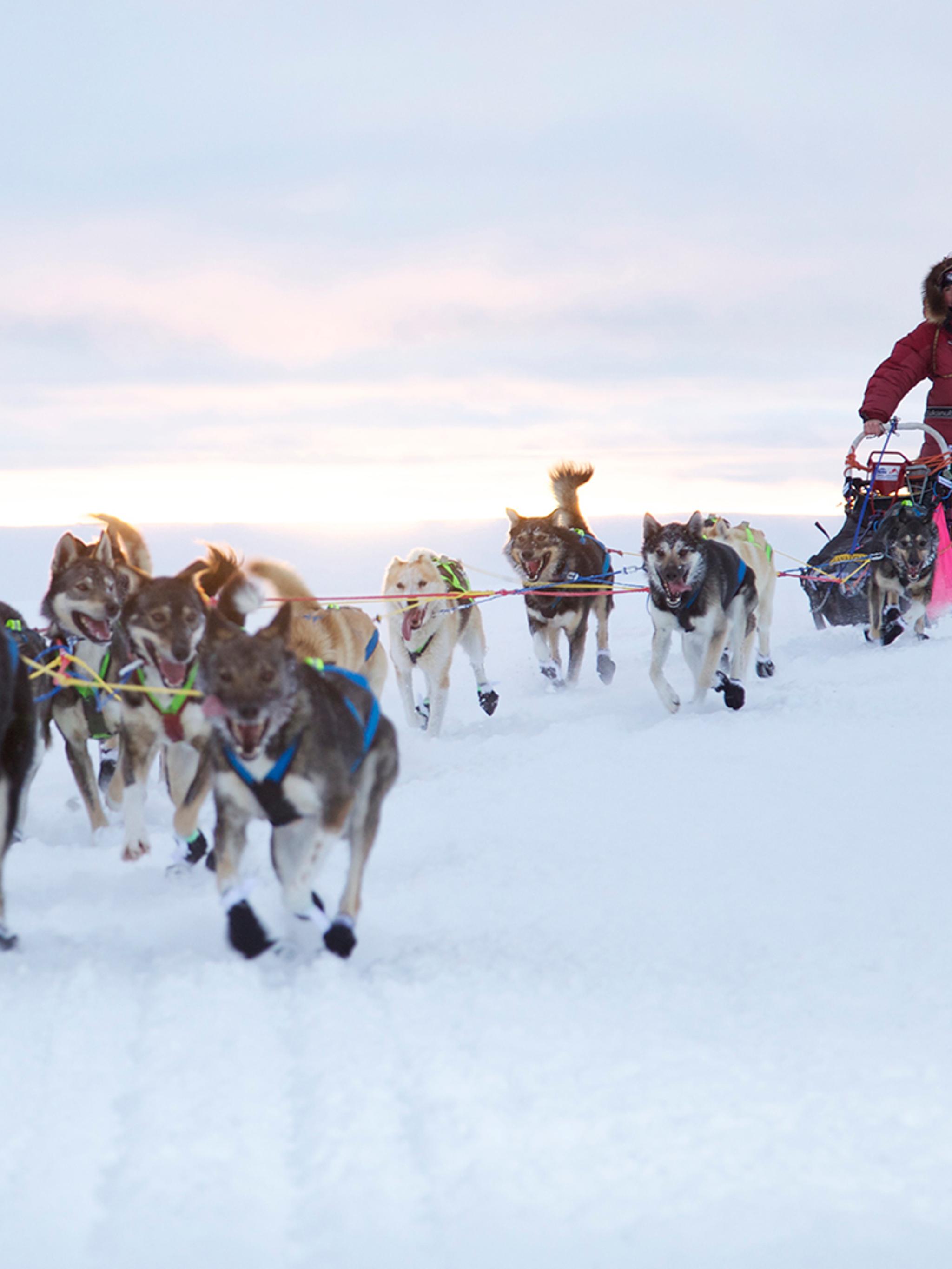 A person is riding a dog sledge during winter in Finnmark, Northern Norway