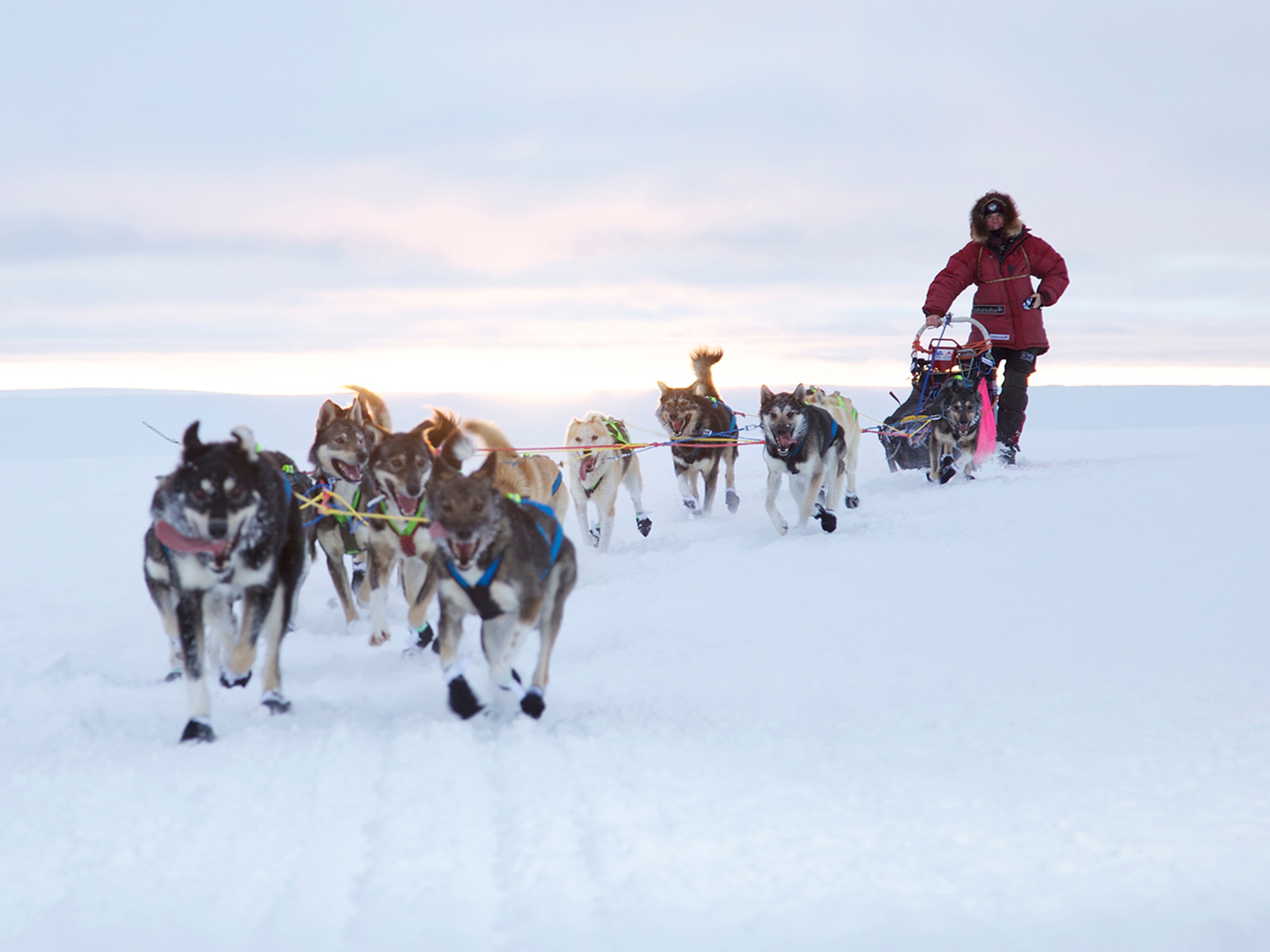 A person is riding a dog sledge during winter in Finnmark, Northern Norway