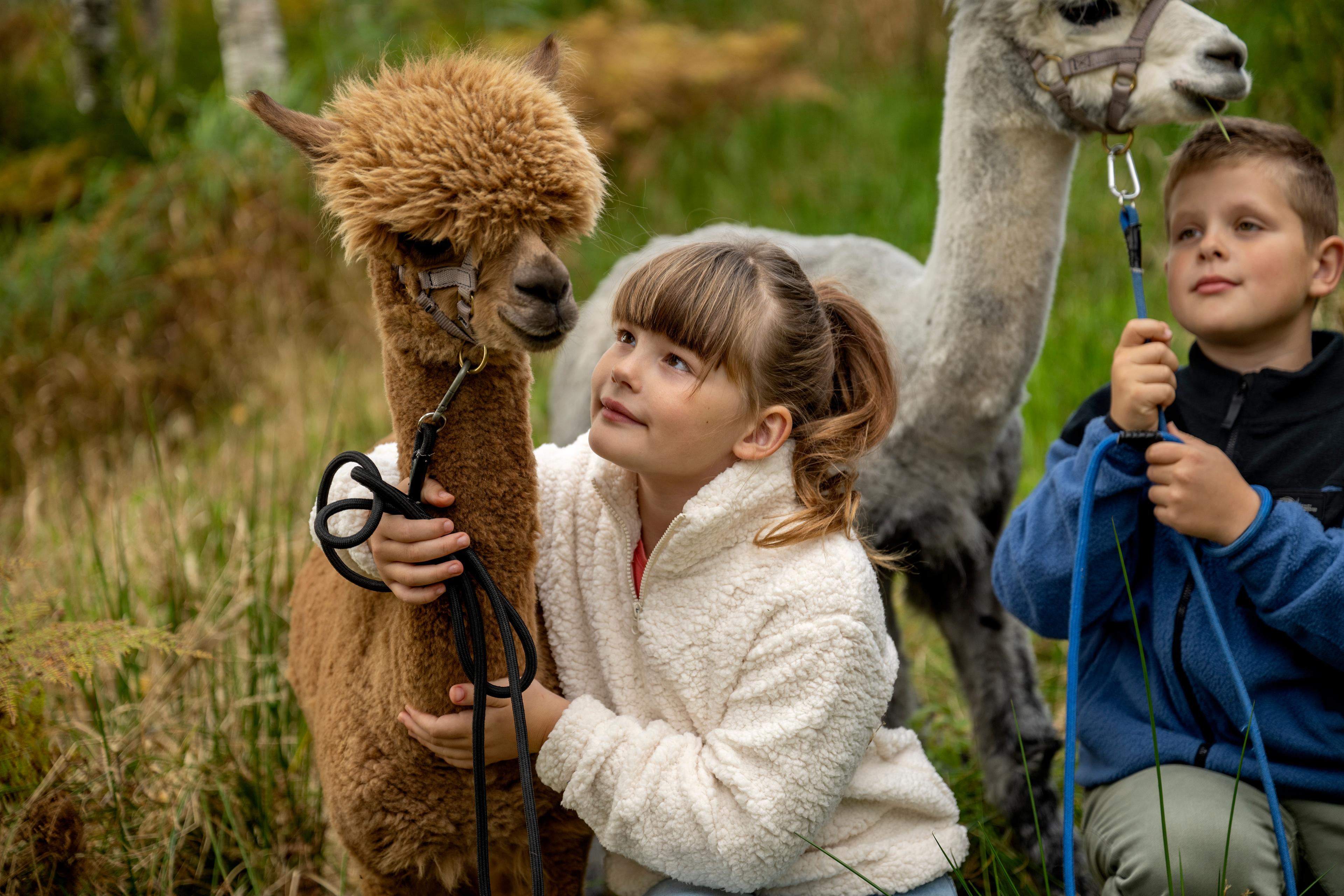 A girl and a boy holding a brown and a white alpaca, Trøndelag