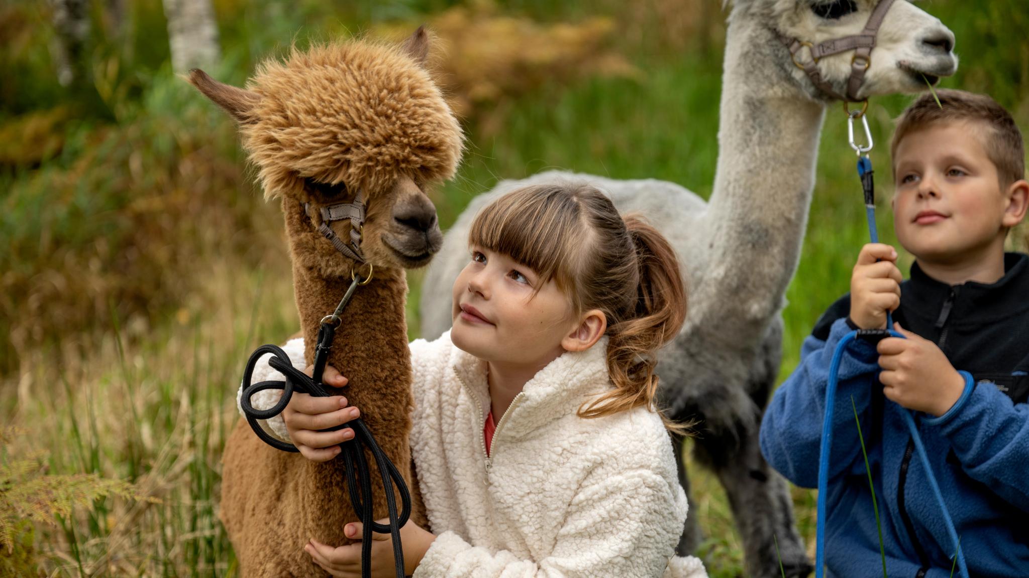 A girl and a boy holding a brown and a white alpaca, Trøndelag