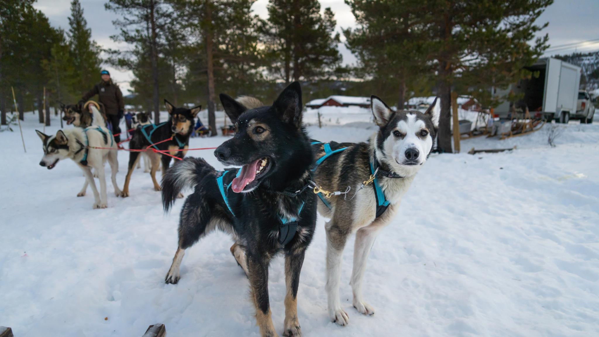 Sled dogs ready to go dog sledding at Geilo in winter.