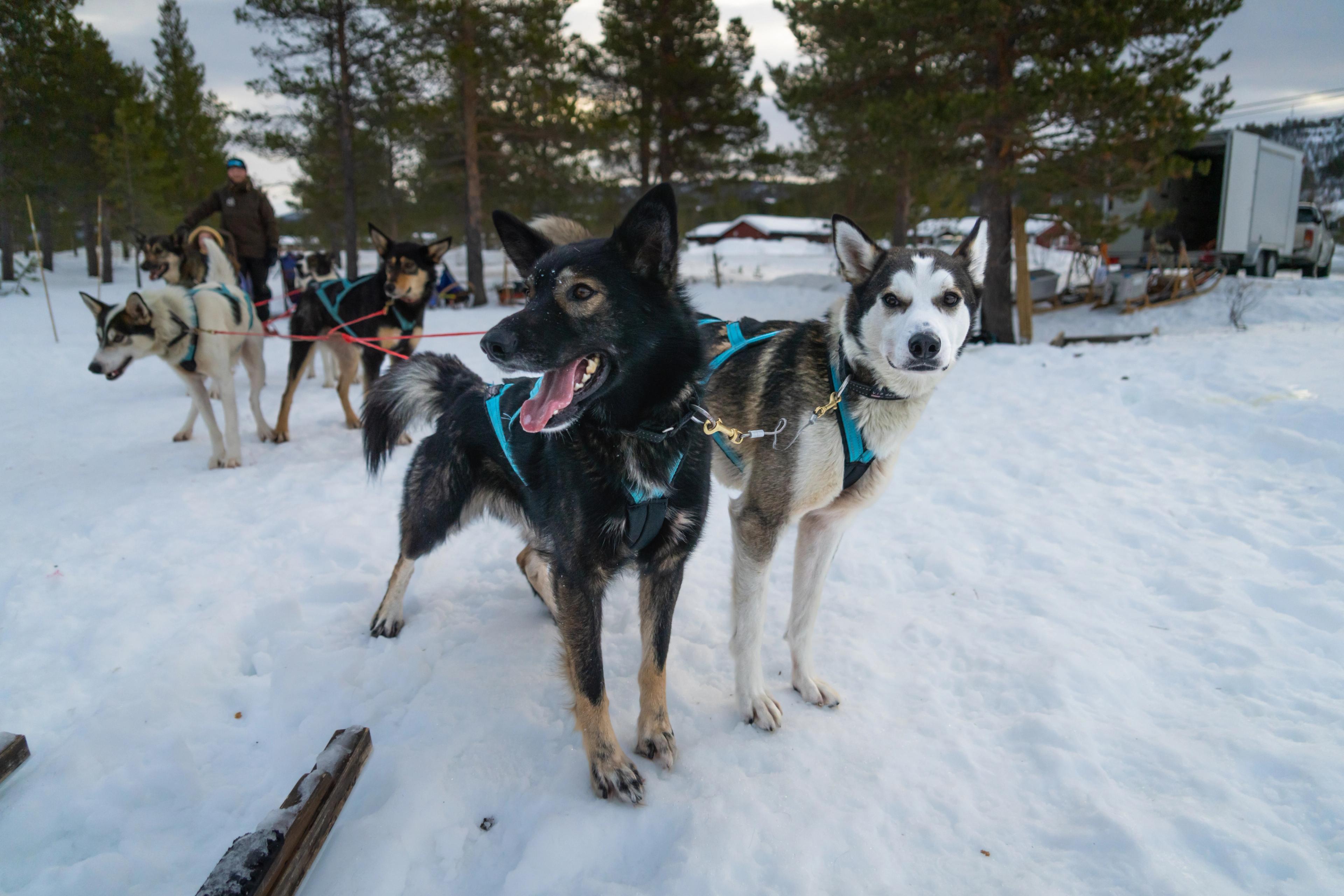 Sled dogs ready to go dog sledding at Geilo in winter.