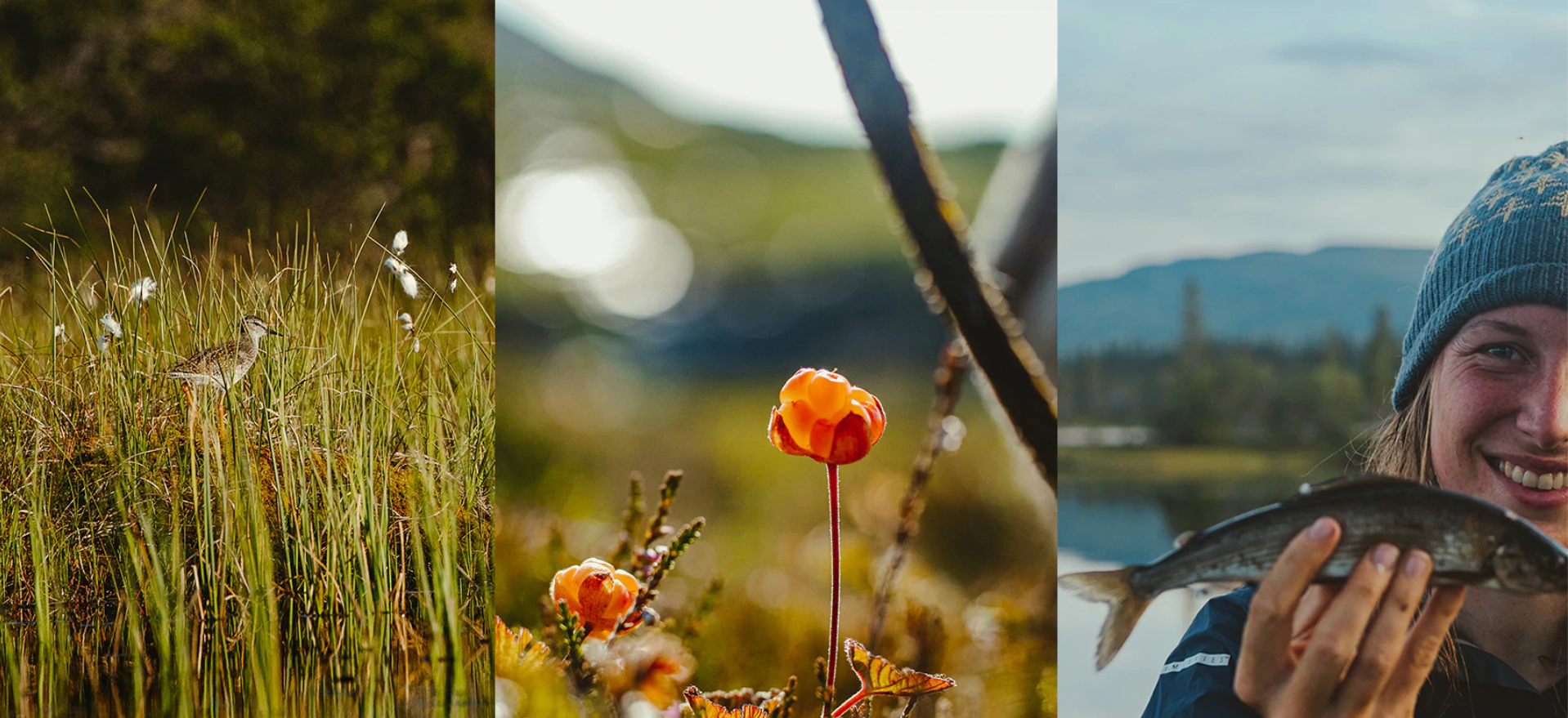Collage of the wilderness of Trøndelag