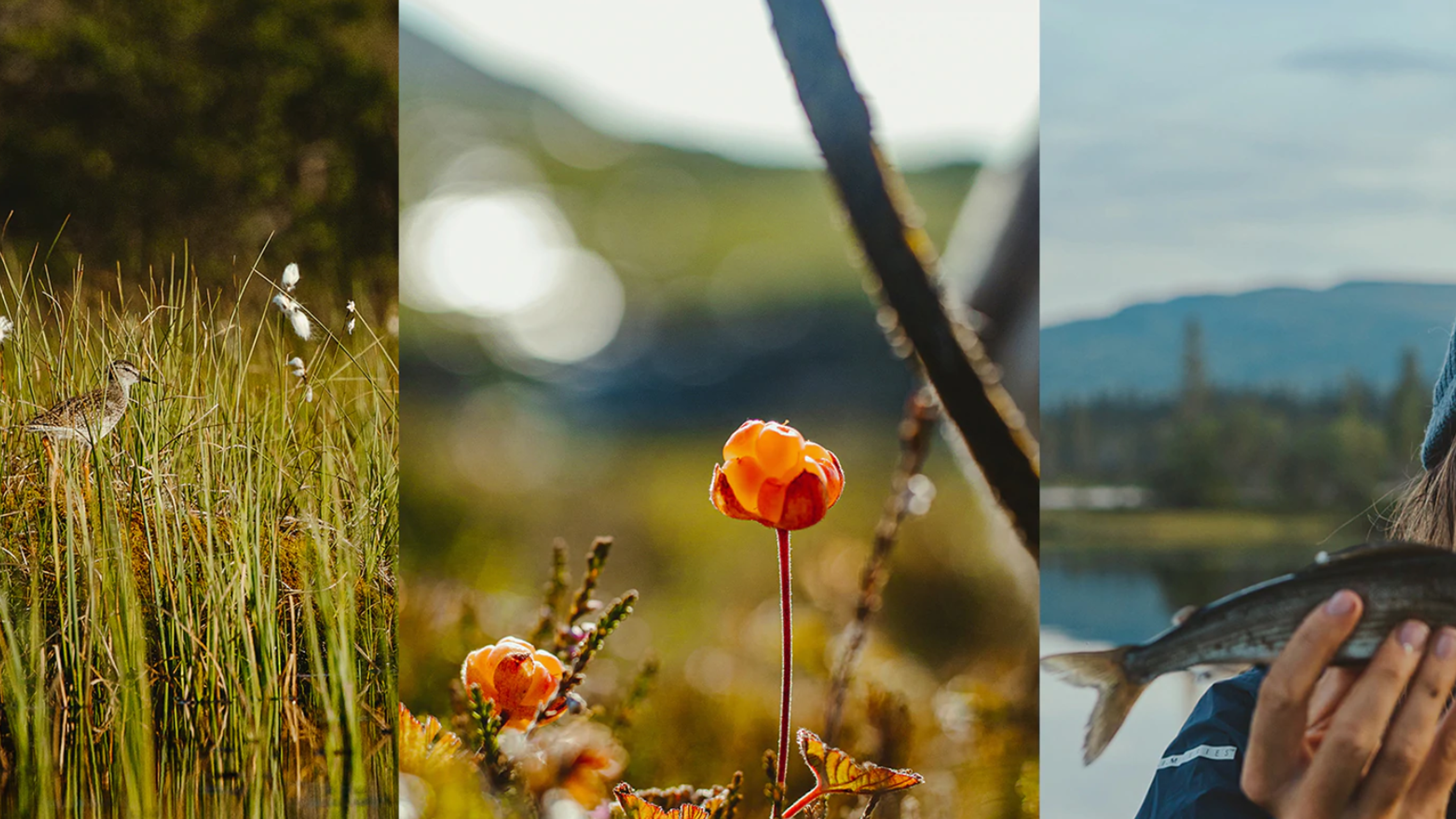 Collage of the wilderness of Trøndelag