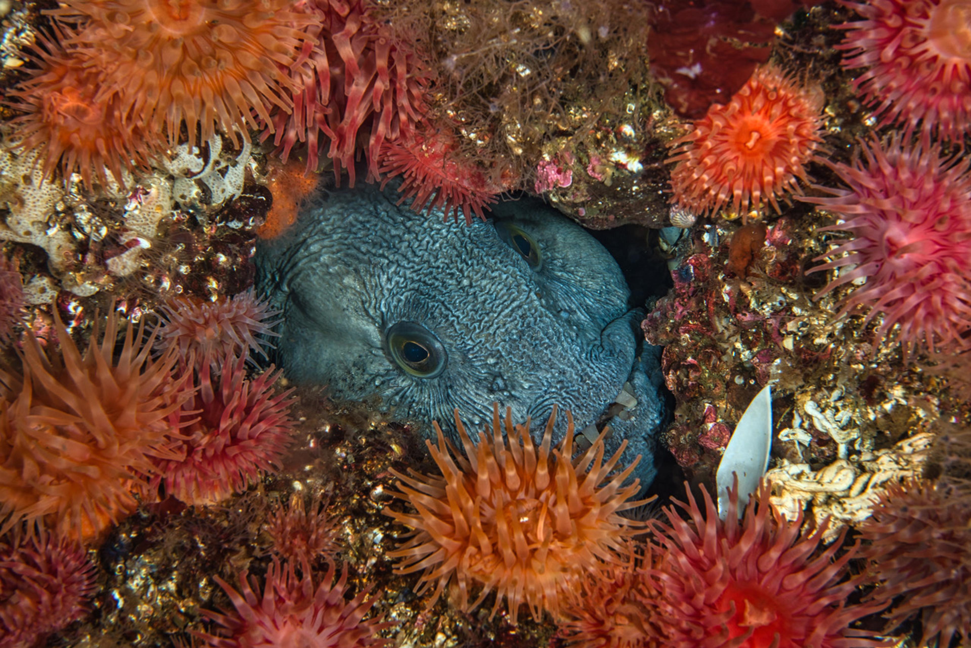 Catfish and anemones in Saltstraumen in Northern Norway