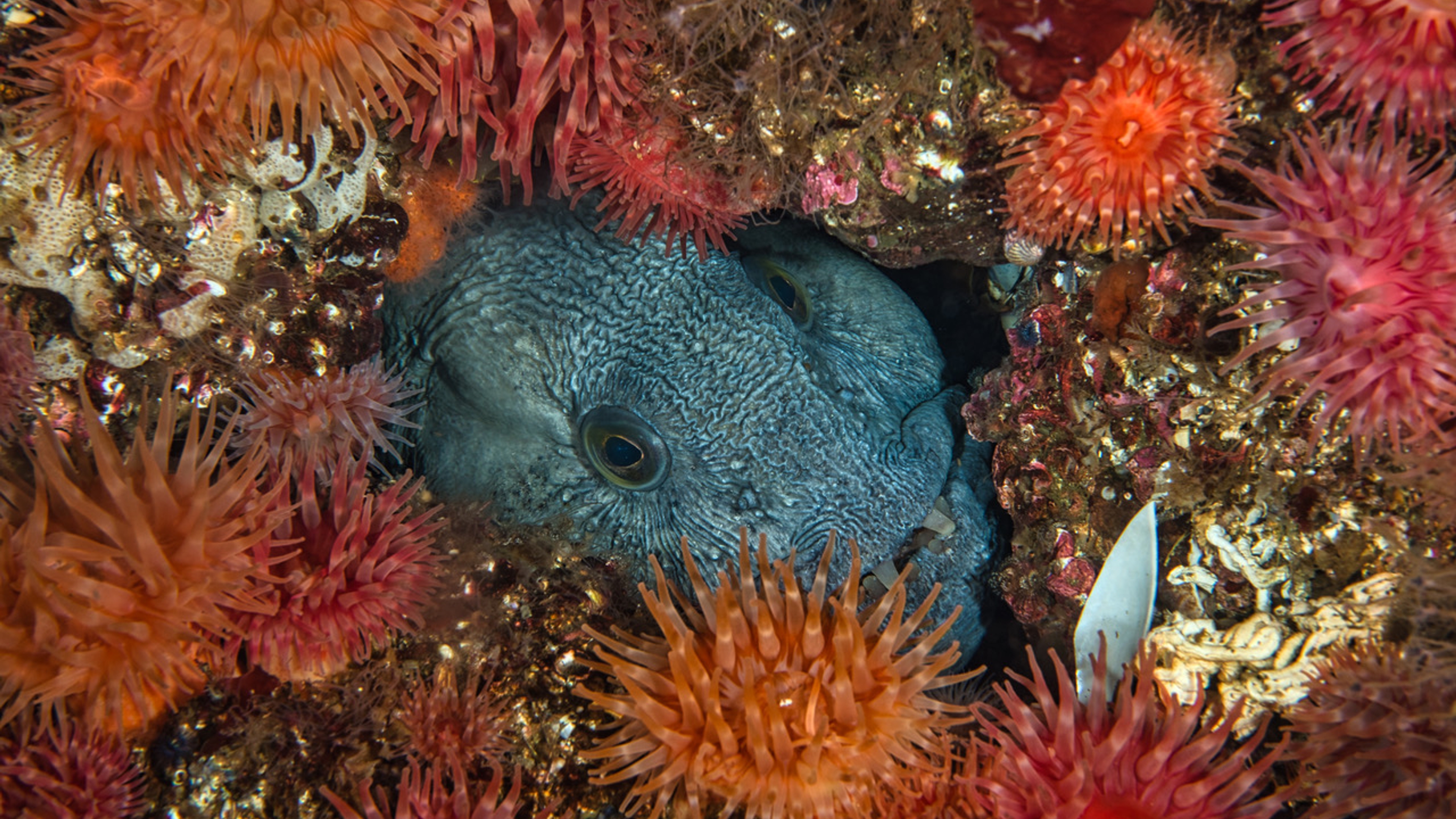 Catfish and anemones in Saltstraumen in Northern Norway