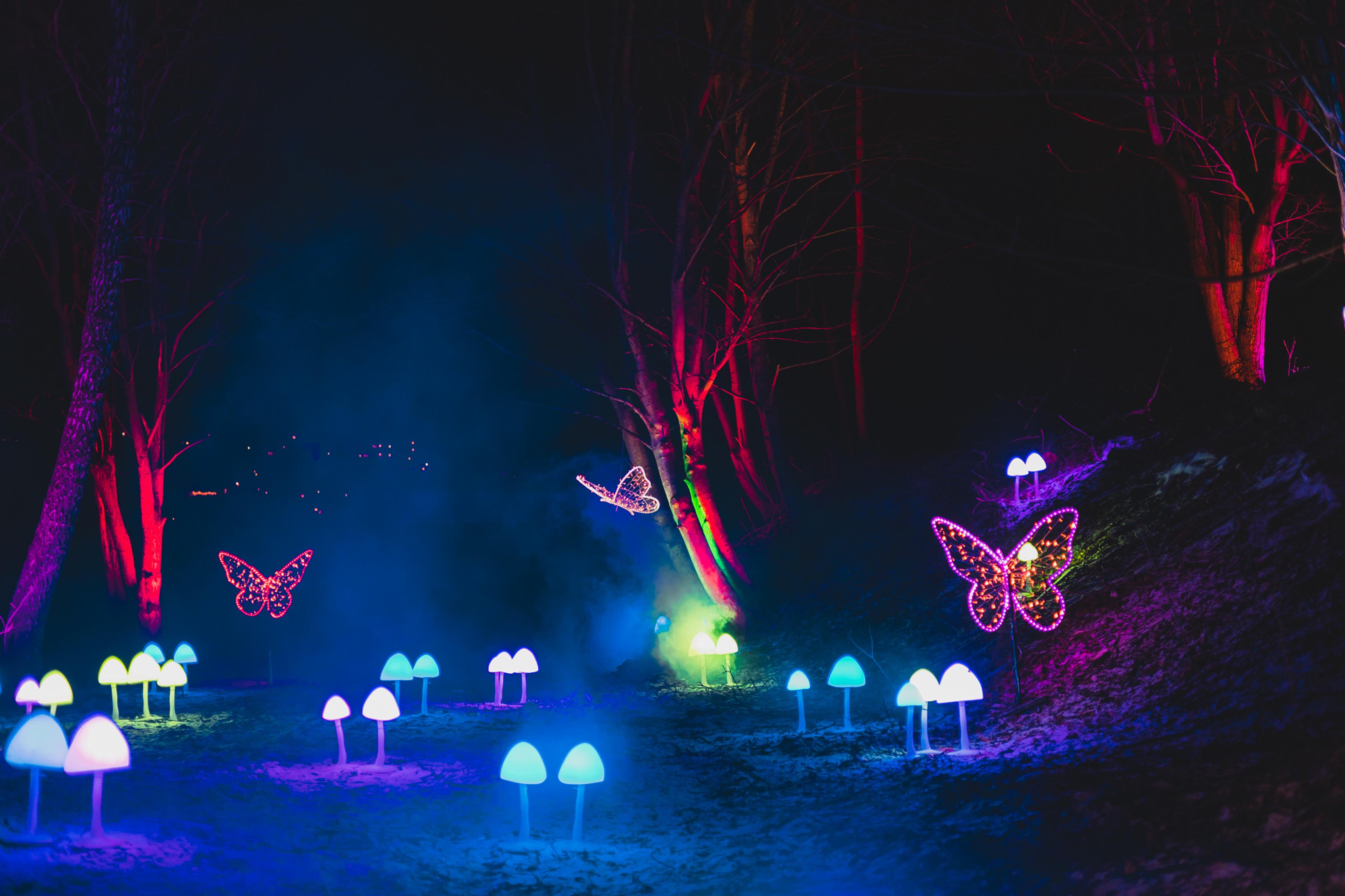 Lights in the shape of butterflies and mushrooms at the Lumagica light festival in Trondheim