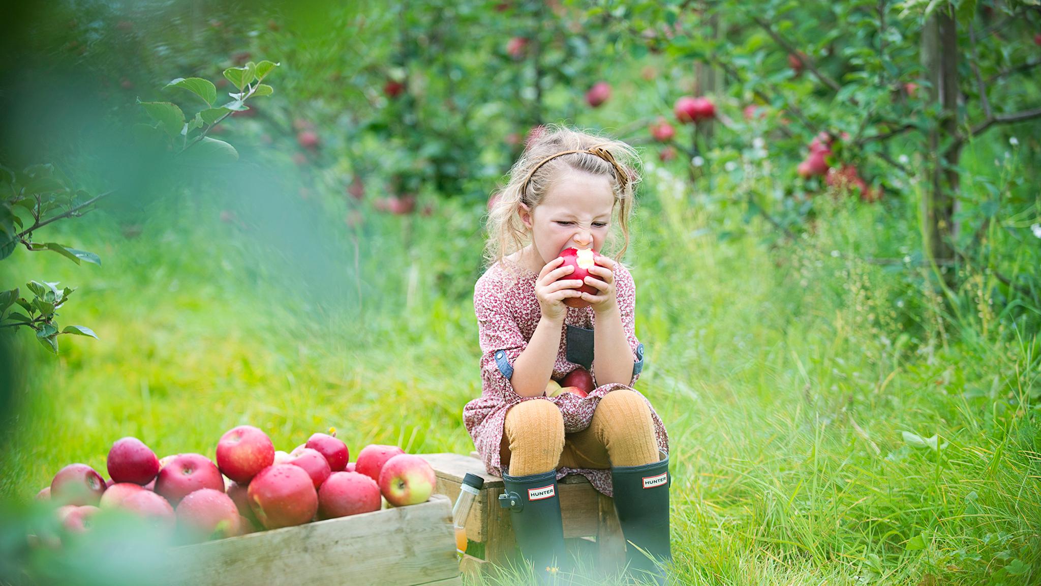 Plan your trip to Ryfylke in Fjord Norway and taste apples at the farm Grønvik Gard