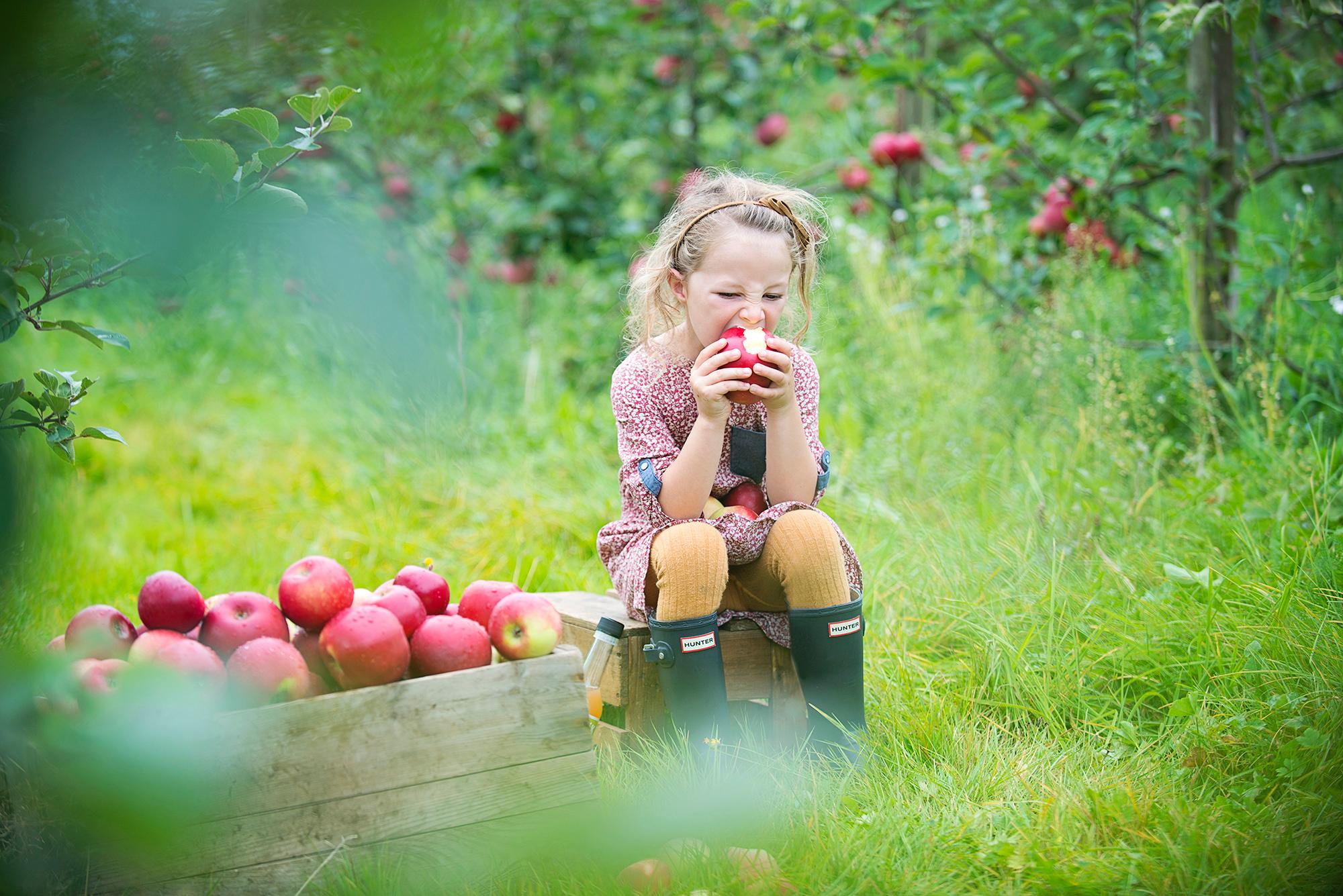 Plan your trip to Ryfylke in Fjord Norway and taste apples at the farm Grønvik Gard
