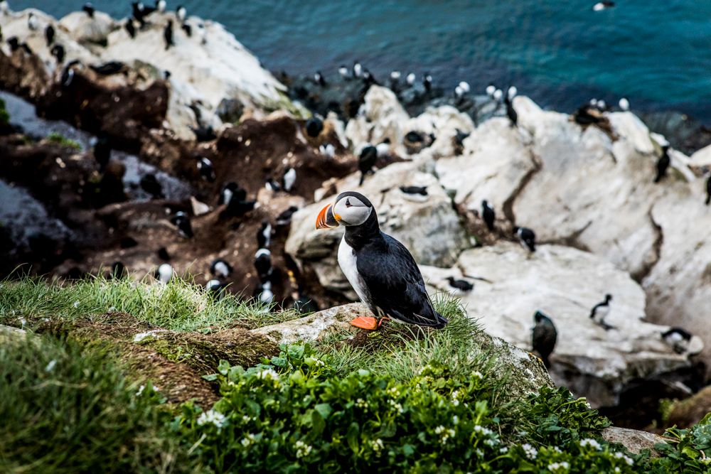 Birds at Hornøya in Varanger